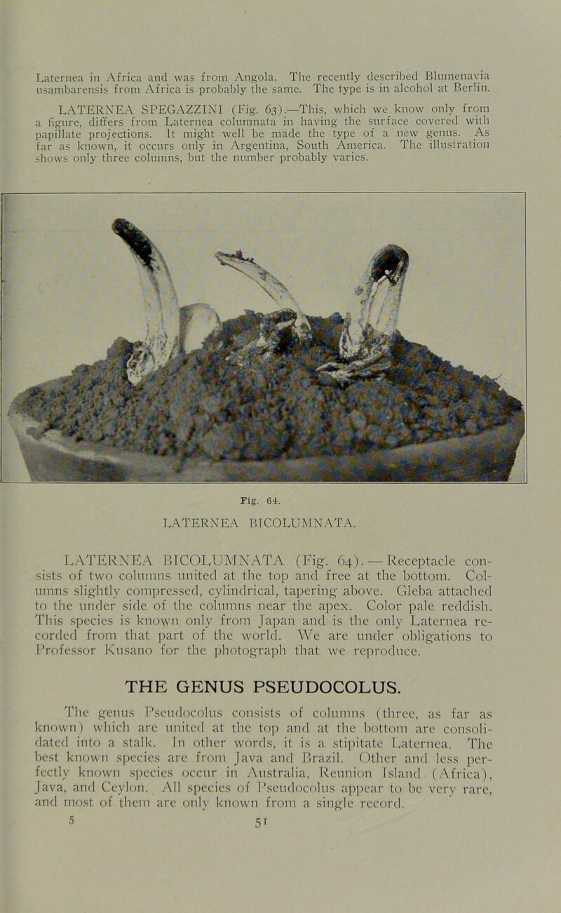 Laternea in Africa and was from Angola. The recently described Blumenavia usambarensis from Africa is probably the same. The type is in alcohol at Berlin. LATERNEA SPEGAZZINI (Fig. 63).—This, which we know only from a figure, differs from Laternea columnata in having the surface covered with papillate projections. It might well be made the type of a new genus. A.s far as known, it occurs only in Argentina, South America. The illustration shows only three columns, but the number probably varies. Pig. 64. LATERNEA B1COLUMNATA. LATERNEA BICOLUMNATA (Fig. 64). —Receptacle con- sists of two columns united at the top and free at the bottom. Col- umns slightly compressed, cylindrical, tapering above. Gleba attached to the under side of the columns near the apex. Color pale reddish. This species is known only from Japan and is the only Laternea re- corded from that part of the world. We are under obligations to Professor Kusano for the photograph that we reproduce. THE GENUS PSEUDOCOLUS. The genus Pseudocolus consists of columns (three, as far as known) which are united at the top and at the bottom are consoli- dated into a stalk. In other words, it is a stipitate Laternea. The best known species are from Java and Brazil. Other and less per- fectly known species occur in Australia, Reunion Island (Africa), Java, and Ceylon. All species of Pseudocolus appear to be very rare, and most of them are only known from a single record.