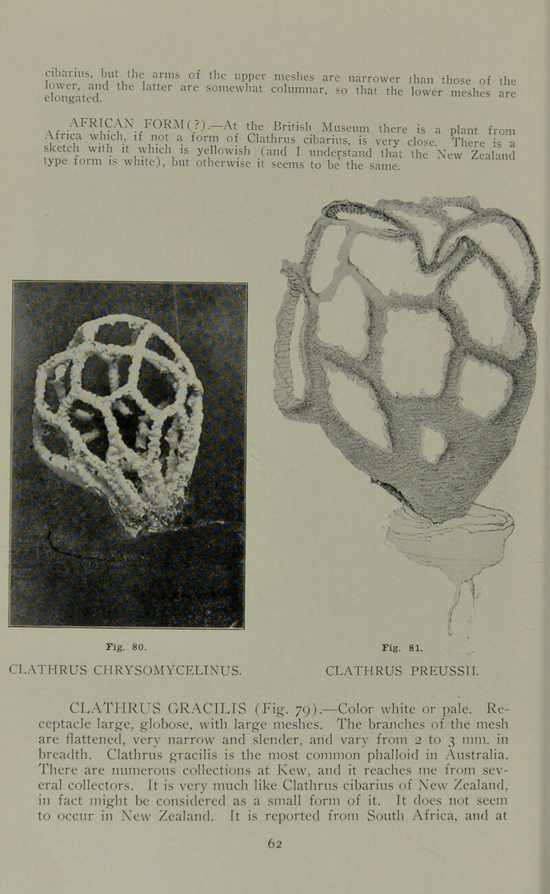 cibarius, but the arms of the upper lower, and the latter are somewhat elongated. meshes are narrower than those of the columnar, so that the lower meshes are , , AFRICAN FORM (?).—At the British Museum there is a plant from Atnea which it not a form of Clathrus cibarius, is very close. There is a sketch with it which is yellowish (and I understand that the New Zealand type form is white), but otherwise it seems to be the same. Fig. 80. CLATHRUS CHRYSOMYCELINUS. Fig. 81. CLATHRUS PREUSSH. CLATHRUS GRACILIS (Fig. 79).—Color white or pale. Re- ceptacle large, globose, with large meshes. The branches of the mesh are flattened, very narrow and slender, and vary from 2 to 3 mm. in breadth. Clathrus gracilis is the most common phalloid in Australia. There are numerous collections at Kew, and it reaches me from sev- eral collectors. It is very much like Clathrus cibarius of New Zealand, in fact might be considered as a small form of it. It does not seem to occur in New Zealand. It is reported from South Africa, and at