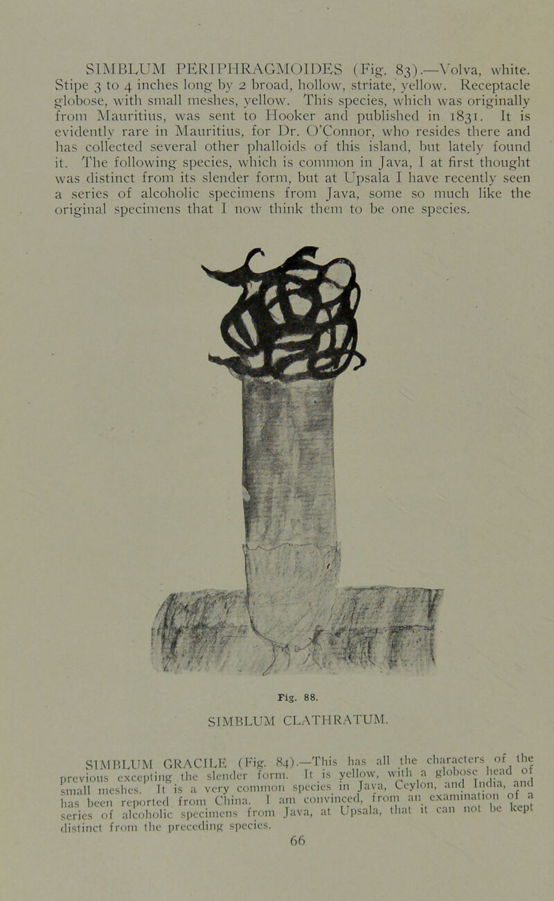 SIMBLUM PERIPHRAGMOIDES (Fig. 83).—Volva, white. Stipe 3 to 4 inches long by 2 broad, hollow, striate, yellow. Receptacle globose, with small meshes, yellow. This species, which was originally from Mauritius, was sent to Hooker and published in 1831. it is evidently rare in Mauritius, for Dr. O’Connor, who resides there and has collected several other phalloids of this island, but lately found it. The following species, which is common in Java, I at first thought was distinct from its slender form, but at Upsala I have recently seen a series of alcoholic specimens from Java, some so much like the original specimens that I now think them to be one species. Fig. 88. SIMBLUM CLATHRATUM. SIMBLUM GRACJLE (Fig. 84).—This has all the characters of the previous excepting the slender form. It is yellow, with a g o kisi. jet small meshes. It is a very common species in Java, Ceylon, and India, .and has been reported from China. I am convinced, from an examina ion of a series of alcoholic specimens from Java, at Upsala, that it can not be Dp distinct from the preceding species.
