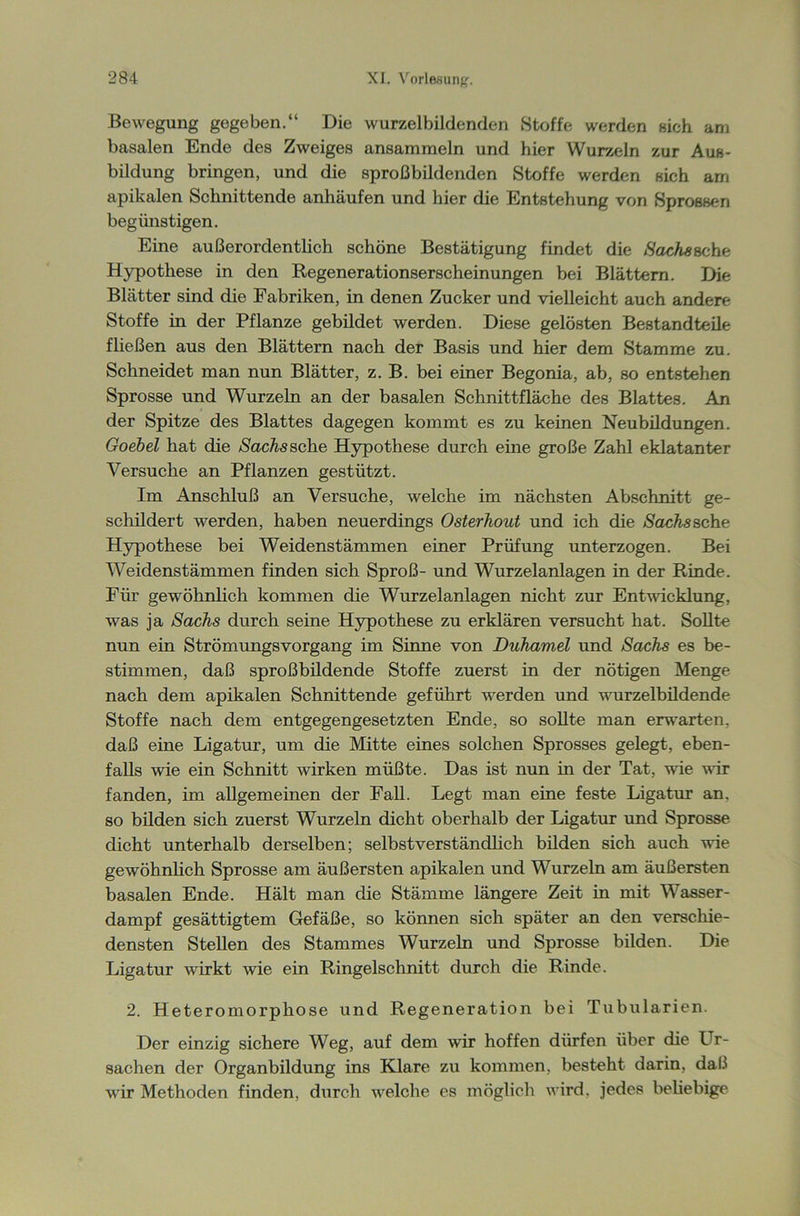 Bewegung gegeben.“ Die wurzelbildenden Stoffe werden sich am basalen Ende des Zweiges ansammeln und hier Wurzeln zur Aus- bildung bringen, und die sproßbildenden Stoffe werden sich am apikalen Schnittende anhäufen und hier die Entstehung von Sprossen begünstigen. Eine außerordentlich schöne Bestätigung findet die Sachs »che Hypothese in den Regenerationserscheinungen bei Blättern. Die Blätter sind die Fabriken, in denen Zucker und vielleicht auch andere Stoffe in der Pflanze gebildet werden. Diese gelösten Bestandteile fließen aus den Blättern nach der Basis und hier dem Stamme zu. Schneidet man nun Blätter, z. B. bei einer Begonia, ab, so entstehen Sprosse und Wurzeln an der basalen Schnittfläche des Blattes. An der Spitze des Blattes dagegen kommt es zu keinen Neubildungen. Goebel hat die Sachs sehe Hypothese durch eine große Zahl eklatanter Versuche an Pflanzen gestützt. Im Anschluß an Versuche, welche im nächsten Abschnitt ge- schildert werden, haben neuerdings Osterhout und ich die Sachs sehe Hypothese bei Weidenstämmen einer Prüfung unterzogen. Bei Weidenstämmen finden sich Sproß- und Wurzelanlagen in der Rinde. Für gewöhnlich kommen die Wurzelanlagen nicht zur Entwicklung, was ja Sachs durch seine Hypothese zu erklären versucht hat. Sollte nun ein Strömungsvorgang im Sinne von Duhamel und Sachs es be- stimmen, daß sproßbildende Stoffe zuerst in der nötigen Menge nach dem apikalen Schnittende geführt werden und wurzelbildende Stoffe nach dem entgegengesetzten Ende, so sollte man erwarten, daß eine Ligatur, um die Mitte eines solchen Sprosses gelegt, eben- falls wie ein Schnitt wirken müßte. Das ist nun in der Tat, wie wir fanden, im allgemeinen der Fall. Legt man eine feste Ligatur an. so bilden sich zuerst Wurzeln dicht oberhalb der Ligatur und Sprosse dicht unterhalb derselben; selbstverständlich bilden sich auch wie gewöhnlich Sprosse am äußersten apikalen und Wurzeln am äußersten basalen Ende. Hält man die Stämme längere Zeit in mit Wasser- dampf gesättigtem Gefäße, so können sich später an den verschie- densten Stellen des Stammes Wurzeln und Sprosse bilden. Die Ligatur wirkt wie ein Ringelschnitt durch die Rinde. 2. Heteromorphose und Regeneration bei Tubularien. Der einzig sichere Weg, auf dem wir hoffen dürfen über die Ur- sachen der Organbildung ins Klare zu kommen, besteht darin, daß wir Methoden finden, durch welche es möglich wird, jedes beliebige