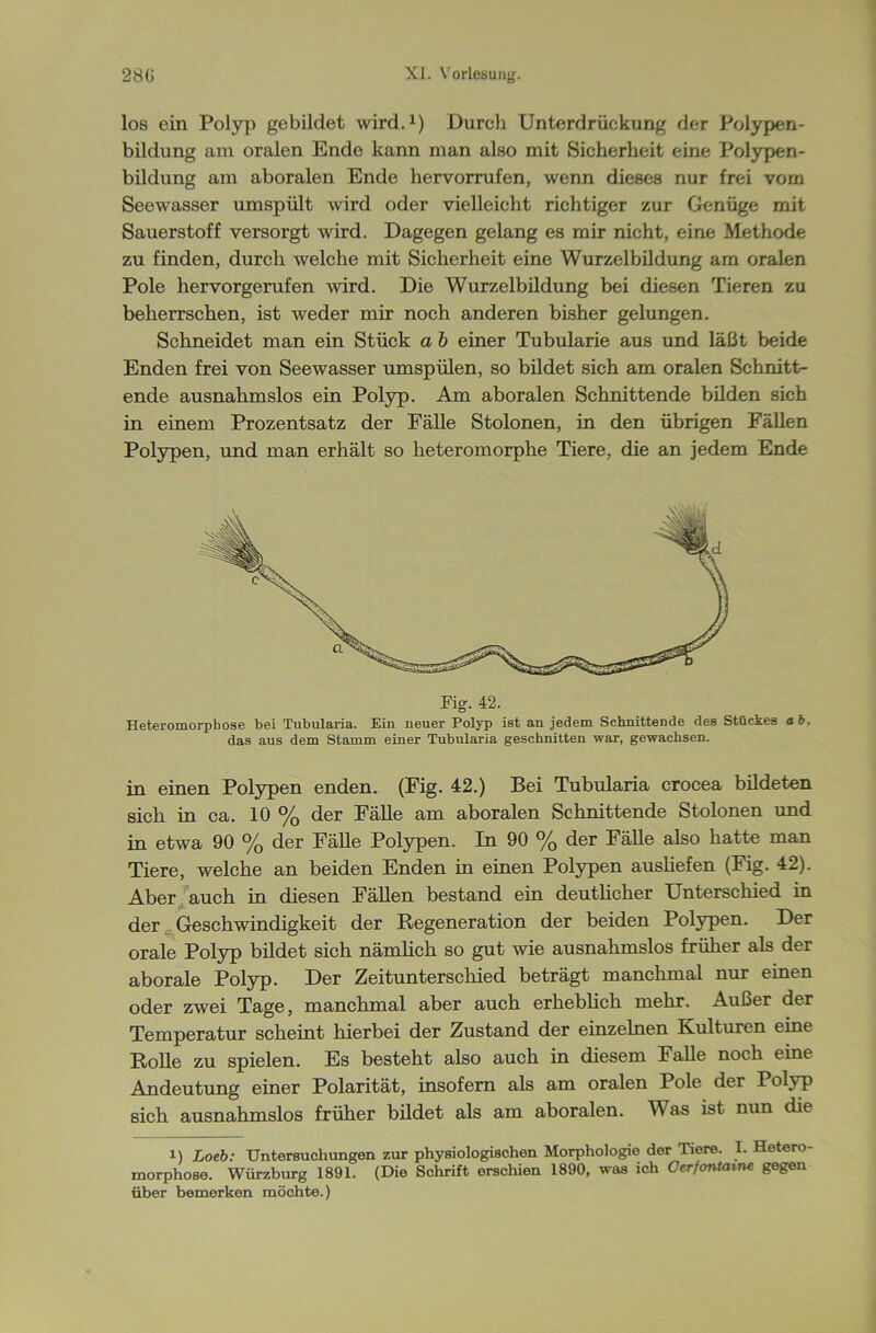 los ein Polyp gebildet wird.1) Durch Unterdrückung der Polypen- bildung am oralen Ende kann man also mit Sicherheit eine Polypen- bildung am aboralen Ende hervorrufen, wenn dieses nur frei vom Seewasser umspült wird oder vielleicht richtiger zur Genüge mit Sauerstoff versorgt wird. Dagegen gelang es mir nicht, eine Methode zu finden, durch welche mit Sicherheit eine Wurzelbildung am oralen Pole hervorgerufen wird. Die Wurzelbildung bei diesen Tieren zu beherrschen, ist weder mir noch anderen bisher gelungen. Schneidet man ein Stück a b einer Tubularie aus und läßt beide Enden frei von Seewasser umspülen, so bildet sich am oralen Schnitt- ende ausnahmslos ein Polyp. Am aboralen Schnittende bilden sich in einem Prozentsatz der Fälle Stolonen, in den übrigen Fällen Polypen, und man erhält so heteromorphe Tiere, die an jedem Ende Heteromorphose bei Tubularia. Ein neuer Polyp ist an jedem Schnittende des Stückes ab. das aus dem Stamm einer Tubularia geschnitten war, gewachsen. in einen Polypen enden. (Fig. 42.) Bei Tubularia crocea bildeten sich in ca. 10 % der Fälle am aboralen Schnittende Stolonen und in etwa 90 °/0 der Fälle Polypen. In 90 % der Fälle also hatte man Tiere, welche an beiden Enden in einen Polypen ausliefen (Fig. 42). Aber auch in diesen Fällen bestand ein deutlicher Unterschied in der Geschwindigkeit der Regeneration der beiden Polypen. Der orale Polyp bildet sich nämlich so gut wie ausnahmslos früher als der aborale Polyp. Der Zeitunterschied beträgt manchmal nur einen oder zwei Tage, manchmal aber auch erheblich mehr. Außer der Temperatur scheint hierbei der Zustand der einzelnen Kulturen eine Rolle zu spielen. Es besteht also auch in diesem Falle noch eine Andeutung einer Polarität, insofern als am oralen Pole der Polyp sich ausnahmslos früher bildet als am aboralen. Was ist nun die i) Loeb: Untersuchungen zur physiologischen Morphologie der Tiere. I. Hetero- morphose. Würzburg 1891. (Die Schrift erschien 1890, was ich Cerfontaine gegen über bemerken möchte.)