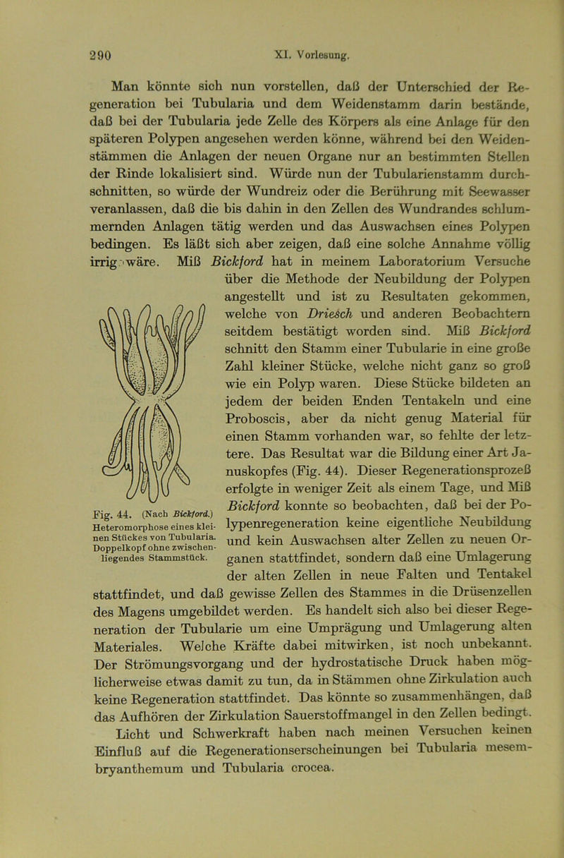 Man könnte sioh nun vorstellen, daß der Unterschied der Re- generation bei Tubularia und dem Weidenstamm darin bestände, daß bei der Tubularia jede Zelle des Körpers als eine Anlage für den späteren Polypen angesehen werden könne, während bei den Weiden- stämmen die Anlagen der neuen Organe nur an bestimmten Stellen der Rinde lokalisiert sind. Würde nun der Tubularienstamm durch- schnitten, so würde der Wundreiz oder die Berührung mit Seewasser veranlassen, daß die bis dahin in den Zellen des Wundrandes schlum- mernden Anlagen tätig werden und das Auswachsen eines Polypen bedingen. Es läßt sich aber zeigen, daß eine solche Annahme völlig irrig'wäre. Miß Bickford hat in meinem Laboratorium Versuche über die Methode der Neubildung der Polypen angestellt und ist zu Resultaten gekommen, welche von Driesch und anderen Beobachtern seitdem bestätigt worden sind. Miß Bickford schnitt den Stamm einer Tubularie in eine große Zahl kleiner Stücke, welche nicht ganz so groß wie ein Polyp waren. Diese Stücke bildeten an jedem der beiden Enden Tentakeln und eine Proboscis, aber da nicht genug Material für einen Stamm vorhanden war, so fehlte der letz- tere. Das Resultat war die Bildung einer Art Ja- nuskopfes (Eig. 44). Dieser Regenerationsprozeß erfolgte in weniger Zeit als einem Tage, und Miß Bickford konnte so beobachten, daß bei der Po- lypenregeneration keine eigentliche Neubildung und kein Auswachsen alter Zellen zu neuen Or- ganen stattfindet, sondern daß eine Umlagerung der alten Zellen in neue Falten und Tentakel stattfindet, und daß gewisse Zellen des Stammes in die Drüsenzellen des Magens umgebildet werden. Es handelt sich also bei dieser Rege- neration der Tubularie um eine Umprägung und Umlagerung alten Materiales. Welche Kräfte dabei mitwirken, ist noch unbekannt. Der StrömungsVorgang und der hydrostatische Druck haben mög- licherweise etwas damit zu tun, da in Stämmen ohne Zirkulation auch keine Regeneration stattfindet. Das könnte so Zusammenhängen, daß das Aufhören der Zirkulation Sauerstoffmangel in den Zellen bedingt. Licht und Schwerkraft haben nach meinen Versuchen keinen Einfluß auf die Regenerationserscheinungen bei Tubularia mesem- bryanthemum und Tubularia crocea. Fig. 44. (Nach Bickford.) Heteromorphose eines klei- nen Stückes von Tubularia. Doppelkopf ohne zwischen- liegendes Stammstück.