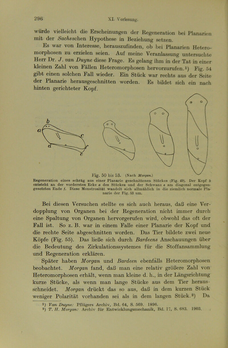 würde vielleicht die Erscheinungen der Regeneration bei Planarien mit der Stichs sehen Hypothese in Beziehung setzen. Es war von Interesse, herauszufinden, ob bei Planarien Hetero- morphosen zu erzielen seien. Auf meine Veranlassung untersuchte Herr Dr. J. van Duyne diese Frage. Es gelang ihm in der Tat in einer kleinen Zahl von Fällen Heteromorphosen hervorzurufen.1) Fig. 54 gibt einen solchen Fall wieder. Ein Stück war rechts aus der Seite der Planarie herausgeschnitten worden. Es bildet sich ein nach hinten gerichteter Kopf. Regeneration eines schräg aus einer Planarie geschnittenen Stückes (.Fig. 49). Der Kopf b entsteht an der vordersten Ecke a des Stückes und der Schwanz e am diagonal entgegen- gesetzten Ende /. Diese Monstrosität wandelt sich allmählich in die ziemlich normale Pla- narie der Fig. 53 um. Bei diesen Versuchen stellte es sich auch heraus, daß eine Ver- dopplung von Organen bei der Regeneration nicht immer durch eine Spaltung von Organen hervorgerufen wird, obwohl das oft der Fall ist. So z. B. war in einem Falle einer Planarie der Kopf und die rechte Seite abgeschnitten worden. Das Tier bildete zwei neue Köpfe (Fig. 55). Das ließe sich durch Bardeens Anschauungen über die Bedeutung des Zirkulationssystemes für die Stoffansammlung und Regeneration erklären. Später haben Morgan und Bardeen ebenfalls Heteromorphosen beobachtet. Morgan fand, daß man eine relativ größere Zahl von Heteromorphosen erhält, wenn man kleine d. h., in der Längsrichtung kurze Stücke, als wenn man lange Stücke aus dem Tier heraus- schneidet. Morgan drückt das so aus, daß in dem kurzen Stück weniger Polarität vorhanden sei als in dem langen Stück.2) Da *) Van Duyne: Pflügers Archiv, Bd. (54, S. 569. 1896.