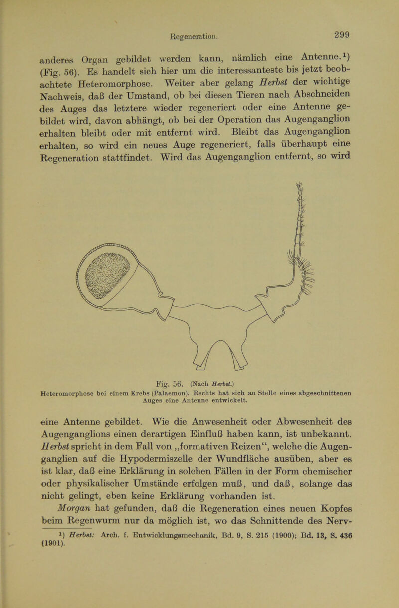 anderes Organ gebildet werden kann, nämlich eine Antenne.1) (Fig. 56). Es handelt sich hier um die interessanteste bis jetzt beob- achtete Heteromorphose. Weiter aber gelang Herbst der wichtige Nachweis, daß der Umstand, ob bei diesen Tieren nach Abschneiden des Auges das letztere wieder regeneriert oder eine Antenne ge- bildet wird, davon abhängt, ob bei der Operation das Augenganglion erhalten bleibt oder mit entfernt wird. Bleibt das Augenganglion erhalten, so wird ein neues Auge regeneriert, falls überhaupt eine Regeneration stattfindet. Wird das Augenganglion entfernt, so wird Fig. 56. (Nach Herbst.) Heteromorphose bei einem Krebs (Palaemon). Rechts hat sich an Steile eines abgeschnittenen Auges eine Antenne entwickelt. eine Antenne gebildet. Wie die Anwesenheit oder Abwesenheit des Augenganglions einen derartigen Einfluß haben kann, ist unbekannt. Herbst spricht in dem Fall von ,Normativen Reizen“, welche die Augen- ganglien auf die Hypodermiszelle der Wundfläche ausüben, aber es ist klar, daß eine Erklärung in solchen Fällen in der Form chemischer oder physikalischer Umstände erfolgen muß, und daß, solange das nicht gelingt, eben keine Erklärung vorhanden ist. Morgan hat gefunden, daß die Regeneration eines neuen Kopfes beim Regenwurm nur da möglich ist, wo das Schnittende des Nerv- !) Herbat: Arch. f. Entwicklungsmechanik, Bd. 9, S. 215 (1900); Bd. 13, S. 436 (1901).