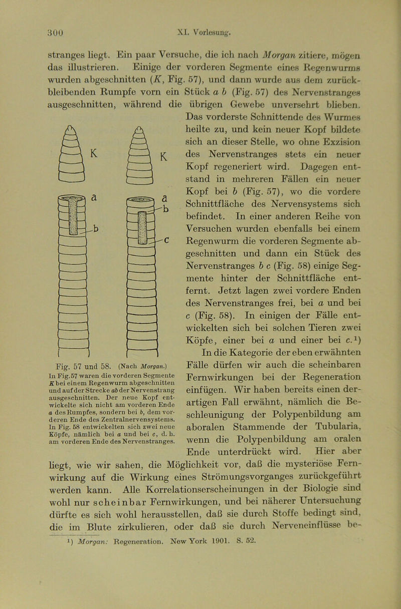 K Stranges liegt. Ein paar Versuche, die ich nach Morgan zitiere, mögen das illustrieren. Einige der vorderen Segmente eines Regenwurms wurden abgeschnitten (K, Fig. 57), und dann wurde aus dem zurück- bleibenden Rumpfe vorn ein Stück a b (Fig. 57) des Nervenstranges ausgeschnitten, während die übrigen Gewebe unversehrt blieben. Das vorderste Schnittende des Wurmes heilte zu, und kein neuer Kopf bildete sich an dieser Stelle, wo ohne Exzision des Nervenstranges stets ein neuer Kopf regeneriert wird. Dagegen ent- stand in mehreren Fällen ein neuer Kopf bei b (Fig. 57), wo die vordere Schnittfläche des Nervensystems sich befindet. In einer anderen Reihe von Versuchen wurden ebenfalls bei einem Regenwurm die vorderen Segmente ab- geschnitten und dann ein Stück des Nervenstranges b c (Fig. 58) einige Seg- mente hinter der Schnittfläche ent- fernt. Jetzt lagen zwei vordere Enden des Nervenstranges frei, bei a und bei c (Fig. 58). In einigen der Fälle ent- wickelten sich bei solchen Tieren zwei Köpfe, einer bei a und einer bei c. *) In die Kategorie der eben erwähnten Fälle dürfen wir auch die scheinbaren Fernwirkungen bei der Regeneration einfügen. Wir haben bereits einen der- artigen Fall erwähnt, nämlich die Be- schleunigung der Polypenbildung am aboralen Stammende der Tubularia. wenn die Polypenbildung am oralen Ende unterdrückt wird. Hier aber liegt, wie wir sahen, die Möglichkeit vor, daß die mysteriöse Fern- wirkung auf die Wirkung eines Strömungsvorganges zurückgeführt werden kann. Alle Korrelationserscheinungen in der Biologie sind wohl nur scheinbar Fernwirkungen, und bei näherer Untersuchung dürfte es sich wohl heraussteilen, daß sie durch Stoffe bedingt sind, die im Blute zirkulieren, oder daß sie durch Nerveneinflüsse be- 1) Morgan: Regeneration. New York 1901. S. 52. Fig. 57 und 58. (Nach Morgan.) In Fig. 57 waren die vorderen Segmente Xbei einem Regenwurm abgeschnitten und auf der Strecke ab der Nervenstrang ausgeschnitten. Der neue Kopf ent- wickelte sich nicht am vorderen Ende a des Rumpfes, sondern bei b, dem vor- deren Ende des Zentralnervensystems. In Fig. 58 entwickelten sich zwei neue Köpfe, nämlich bei a und bei c, d. h. am vorderen Ende des Nervenstranges.