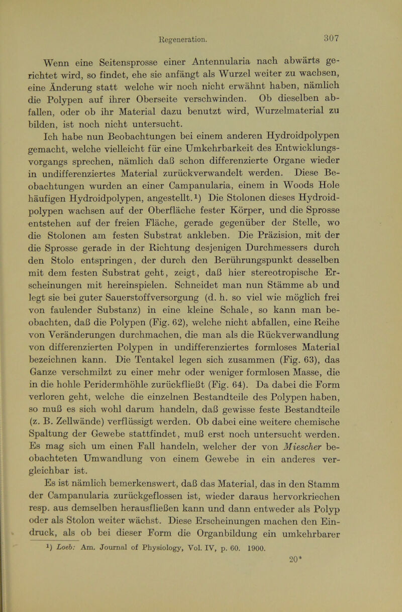 Wenn eine Seitensprosse einer Antennularia nach abwärts ge- richtet wird, so findet, ehe sie anfängt als Wurzel weiter zu wachsen, eine Änderung statt welche wir noch nicht erwähnt haben, nämlich die Polypen auf ihrer Oberseite verschwinden. Ob dieselben ab- fallen, oder ob ihr Material dazu benutzt wird, Wurzelmaterial zu bilden, ist noch nicht untersucht. Ich habe nun Beobachtungen bei einem anderen Hydroidpolypen gemacht, welche vielleicht für eine Umkehrbarkeit des Entwicklungs- vorgangs sprechen, nämlich daß schon differenzierte Organe wieder in undifferenziertes Material zurückverwandelt werden. Diese Be- obachtungen wurden an einer Campanularia, einem in Woods Hole häufigen Hydroidpolypen, angestellt.1) Die Stolonen dieses Hydroid- polypen wachsen auf der Oberfläche fester Körper, und die Sprosse entstehen auf der freien Fläche, gerade gegenüber der Stelle, wo die Stolonen am festen Substrat ankleben. Die Präzision, mit der die Sprosse gerade in der Richtung desjenigen Durchmessers durch den Stolo entspringen, der durch den Berührungspunkt desselben mit dem festen Substrat geht, zeigt, daß hier stereotropische Er- scheinungen mit hereinspielen. Schneidet man nun Stämme ab und legt sie bei guter Sauerstoffversorgung (d. h. so viel wie möglich frei von faulender Substanz) in eine kleine Schale, so kann man be- obachten, daß die Polypen (Fig. 62), welche nicht abfallen, eine Reihe von Veränderungen durchmachen, die man als die Rück Verwandlung von differenzierten Polypen in undifferenziertes formloses Material bezeichnen kann. Die Tentakel legen sich zusammen (Fig. 63), das Ganze verschmilzt zu einer mehr oder weniger formlosen Masse, die in die hohle Peridermhöhle zurückfließt (Fig. 64). Da dabei die Form verloren geht, welche die einzelnen Bestandteile des Polypen haben, so muß es sich wohl darum handeln, daß gewisse feste Bestandteile (z. B. Zellwände) verflüssigt werden. Ob dabei eine weitere chemische Spaltung der Gewebe stattfindet, muß erst noch untersucht werden. Es mag sich um einen Fall handeln, welcher der von Miescher be- obachteten Umwandlung von einem Gewebe in ein anderes ver- gleichbar ist. Es ist nämlich bemerkenswert, daß das Material, das in den Stamm der Campanularia zurückgeflossen ist, wieder daraus hervorkriechen resp. aus demselben herausfließen kann und dann entweder als Polyp oder als Stolon weiter wächst. Diese Erscheinungen machen den Ein- druck, als ob bei dieser Form die Organbildung ein umkehrbarer x) Loeb: Am. Journal of Physiology, Vol. IV, p. 60. 1900. 20*