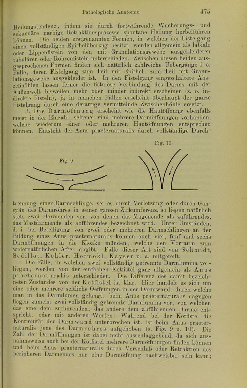Heilungstendenz, indem sie durch fortwährende Wucherungs- und sekundäre narbige Retraktionsprozesse spontane Heilung herbeiführen können. Die beiden erstgenannten Formen, in welchen der Fistelgang einen vollständigen Epithelüberzug besitzt, werden allgemein als labiale oder Lippenfisteln von den mit Granulationsgewebe ausgekleideten tubulären oder Röhrenfisteln unterschieden. Zwischen diesen beiden aus- gesprochenen Formen finden sich natürlich zahlreiche Uebergänge i. e. Fälle, deren Fistelgang zum Teil mit Epithel, zum Teil mit Granu- lationsgewebe ausgekleidet ist. In den Fistelgang eingeschaltete Abs- zeßhöhlen lassen ferner die fistulöse Verbindung des Darms mit der Außenwelt bisweilen mehr oder minder indirekt erscheinen (s. o. in- direkte Fisteln), ja in manchen Fällen erscheint überhaupt der ganze Fistelgang durch eine derartige vermittelnde Zwischenhöhle ersetzt. 3. Die D a r m ö f f n u n g erscheint wie die Hautöffnung ebenfalls meist in der Einzahl, seltener sind mehrere Darmöffnungen vorhanden, welche wiederum einer oder mehreren Hautöffnungen entsprechen können. Entsteht der Anus praeternaturalis durch vollständige Durch- trennung einer Darmschlinge, sei es durch Verletzung oder durch Gan- grän des Darmrohres in seiner ganzen Zirkumferenz, so liegen natürlich stets zwei Darmenden vor, von denen das Magenende als zuführendes, das Mastdarmende als abführendes bezeichnet wird. Unter Umständen, d. i. bei Beteiligung von zwei oder mehreren Darmschlingen an der Bildung eines Anus praeternaturalis können auch viel-, fünf und sechs Darmöffnungen in die Kloake münden, welche den Vorraum zum widernatürlichen After abgibt. Fälle dieser Art sind von Schmidt, Sedillot, Köhler, Hofmokl, Kays er u. a. mitgeteilt. Die Fälle, in welchen zwei vollständig getrennte Darmlumina vor- liegen, werden von der einfachen Kotfistel ganz allgemein als Anus praeternaturalis unterschieden. Die Differenz des damit bezeich- nten Zustandes von der Kotfistel ist klar. Hier handelt es sich um eine oder mehrere seitliche Oeffnungen in der Darmwand, durch welche man in das Darmlumen gelangt, beim Anus praeternaturalis dagegen liegen zumeist zwei vollständig getrennte Darmlumina vor, von welchen das eine dem zuführenden, das andere dem abführenden Darme ent- spricht, oder mit anderen Worten: Während bei der Kotfistel die Kontinuität der Darm wand unterbrochen ist, ist beim Anus praeter- naturalis jene des Darmrohres aufgehoben (s. Fig. 9 u. 10). Die Zahl der Darmöffnungen ist dabei nicht ausschlaggebend, da sich aus- nahmsweise auch bei der Kotfistel mehrere Darmöffnungen finden können und beim Anus praeternaturalis durch Verschluß oder Retraktion des peripheren Darmendes nur eine Darmöffnung nachweisbar sein kann: