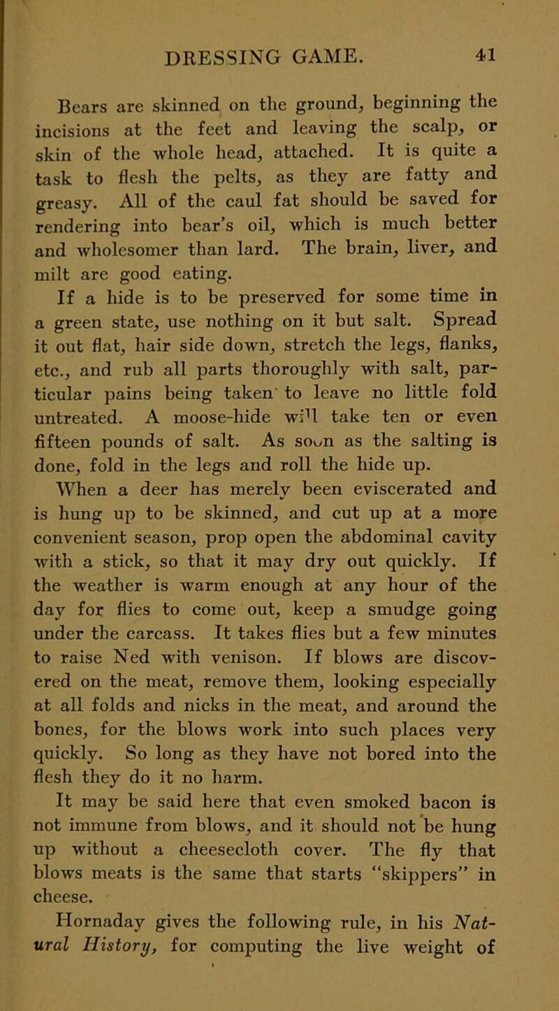 Bears are skinned on the ground, beginning the incisions at the feet and leaving the scalp, or skin of the whole head, attached. It is quite a task to flesh the pelts, as they are fatty and greasy. All of the caul fat should be saved for rendering into bear’s oil, which is much better and wholesomer than lard. The brain, liver, and milt are good eating. If a hide is to be preserved for some time in a green state, use nothing on it but salt. Spread it out flat, hair side down, stretch the legs, flanks, etc., and rub all parts thoroughly with salt, par- ticular pains being taken to leave no little fold untreated. A moose-hide wiU take ten or even fifteen pounds of salt. As so^n as the salting is done, fold in the legs and roll the hide up. When a deer has merely been eviscerated and is hung up to be skinned, and cut up at a more convenient season, prop open the abdominal cavity with a stick, so that it may dry out quickly. If the weather is warm enough at any hour of the day for flies to come out, keep a smudge going under the carcass. It takes flies but a few minutes to raise Ned with venison. If blows are discov- ered on the meat, remove them, looking especially at all folds and nicks in the meat, and around the bones, for the blows work into such places very quickly. So long as they have not bored into the flesh they do it no harm. It may be said here that even smoked bacon is not immune from blows, and it should not be hung up without a cheesecloth cover. The fly that blows meats is the same that starts “skippers” in cheese. Hornaday gives the following rule, in his Nat- ural History, for computing the live weight of