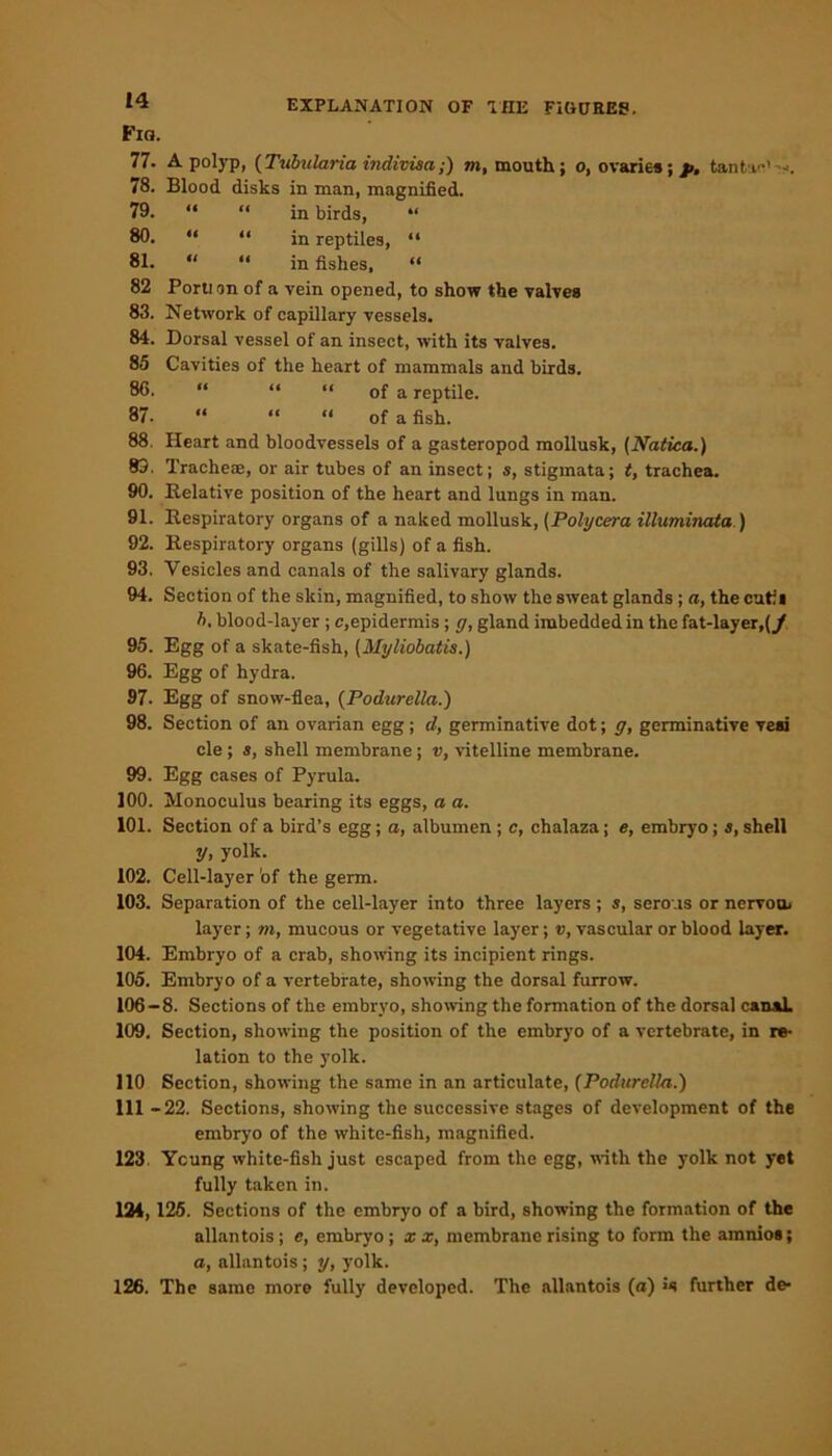 Fig. 77. A polyp, (Tvbularia indivisa;) m, mouth; o, ovaries; p. tantue’ 78. Blood disks in man, magnified. 79. “ “ in birds, “ 80. “ “ in reptiles, “ 81. “ “ in fishes, “ 82 Porti on of a vein opened, to show the valves 83. Network of capillary vessels. 84. Dorsal vessel of an insect, with its valves. 85 Cavities of the heart of mammals and birds. 86. “ “ “ of a reptile. 87. “ “ “ of a fish. 88. Heart and bloodvessels of a gasteropod mollusk, (Natica.) 83, Trachea:, or air tubes of an insect; s, stigmata; t, trachea. 90. Relative position of the heart and lungs in man. 91. Respiratory organs of a naked mollusk, (Polycera ilhtminata ) 92. Respiratory organs (gills) of a fish. 93. Vesicles and canals of the salivary glands. 94. Section of the skin, magnified, to show the sweat glands; a, the cutii h. blood-layer ; c,epidermis; g, gland imbedded in the fat-layer,(_/ 95. Egg of a skate-fish, (Myliobatis.) 96. Egg of hydra. 97. Egg of snow-flea, (Podurella.) 98. Section of an ovarian egg; d, germinative dot; g, gcrminative veai cle ; s, shell membrane; v, vitelline membrane. 99. Egg cases of Pyrula. 100. Monoculus bearing its eggs, a a. 101. Section of a bird’s egg; a, albumen ; c, chalaza; e, embryo; s, shell y, yolk. 102. Cell-layer 'of the germ. 103. Separation of the cell-layer into three layers ; s, serous or nervom layer; m, mucous or vegetative layer; v, vascular or blood layer. 104. Embryo of a crab, showing its incipient rings. 105. Embryo of a vertebrate, showing the dorsal furrow. 106—8. Sections of the embryo, showing the formation of the dorsal canaL 109. Section, showing the position of the embryo of a vertebrate, in re- lation to the yolk. 110 Section, showing the same in an articulate, (Podurella.) 111 -22. Sections, showing the successive stages of development of the embryo of the white-fish, magnified. 123, Yeung white-fish just escaped from the egg, with the yolk not yet fully taken in. 124, 125. Sections of the embryo of a bird, showing the formation of the allantois ; e, embryo; x x, membrane rising to form the amnio*; a, allantois; y, yolk. 126. The same more fully developed. The allantois (a) further de*
