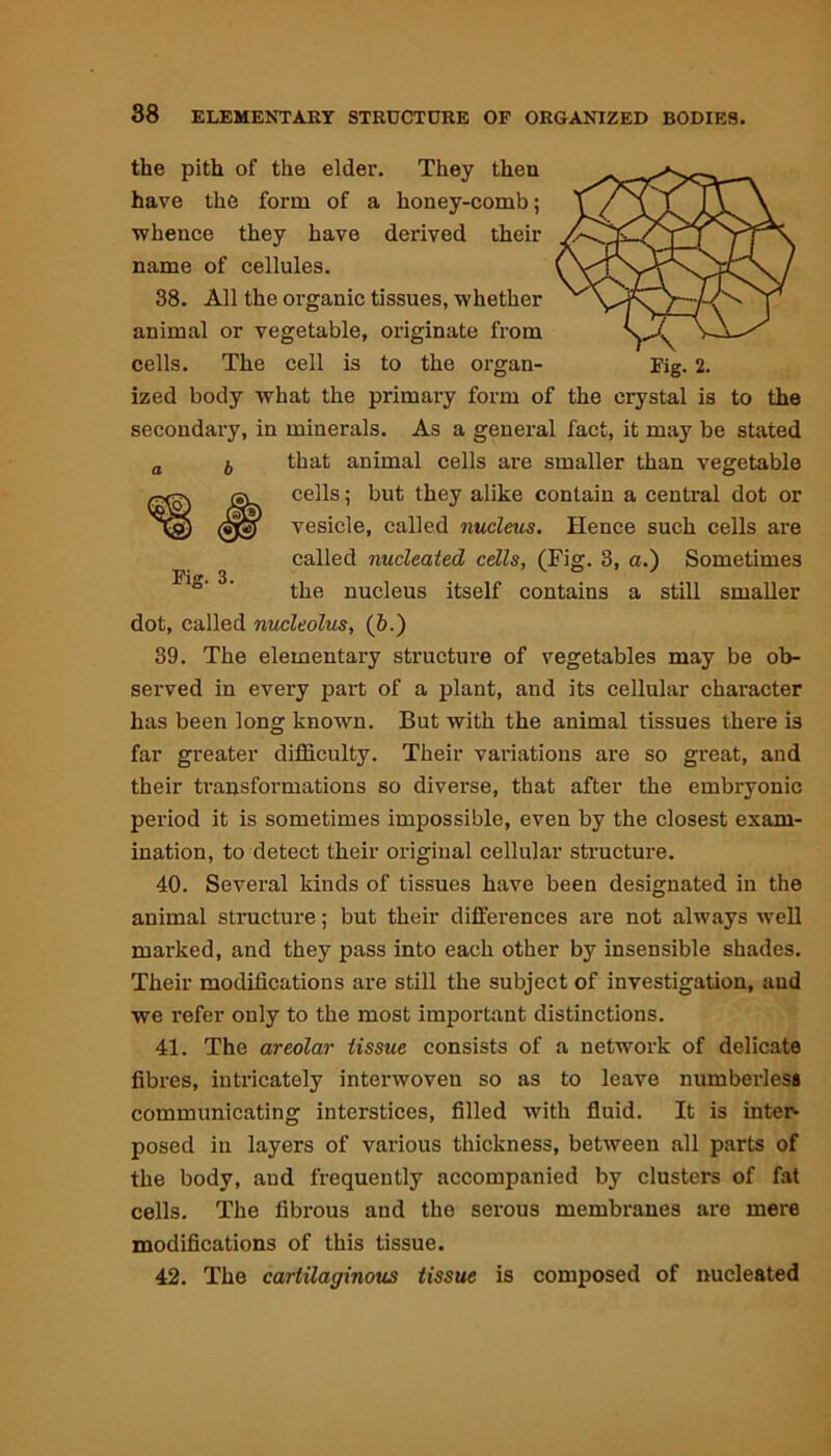 the pith of the elder. They then have the form of a honey-comb; whence they have derived their name of cellules. 38. All the organic tissues, whether animal or vegetable, originate from cells. The cell is to the organ- Fig. 2. ized body what the primary form of the crystal is to the secondary, in minerals. As a general fact, it may be stated a b that animal cells are smaller than vegetable cells; but they alike contain a central dot or vesicle, called nucleus. Hence such cells are called nucleated cells, (Fig. 3, a.) Sometimes the nucleus itself contains a still smaller dot, called nucleolus, (6.) 39. The elementary structure of vegetables may be ob- served in every part of a plant, and its cellular character has been long known. But with the animal tissues there is far greater difficulty. Their variations are so great, and their transformations so diverse, that after the embryonic period it is sometimes impossible, even by the closest exam- ination, to detect their original cellular structure. 40. Several kinds of tissues have been designated in the animal structure; but their differences are not always well marked, and they pass into each other by insensible shades. Their modifications are still the subject of investigation, and we refer only to the most important distinctions. 41. The areolar tissue consists of a network of delicate fibres, intricately interwoven so as to leave numberless communicating interstices, filled with fluid. It is inter- posed in layers of various thickness, between all parts of the body, and frequently accompanied by clusters of fat cells. The fibrous and the serous membranes are mere modifications of this tissue. 42. The cartilaginous tissue is composed of nucleated