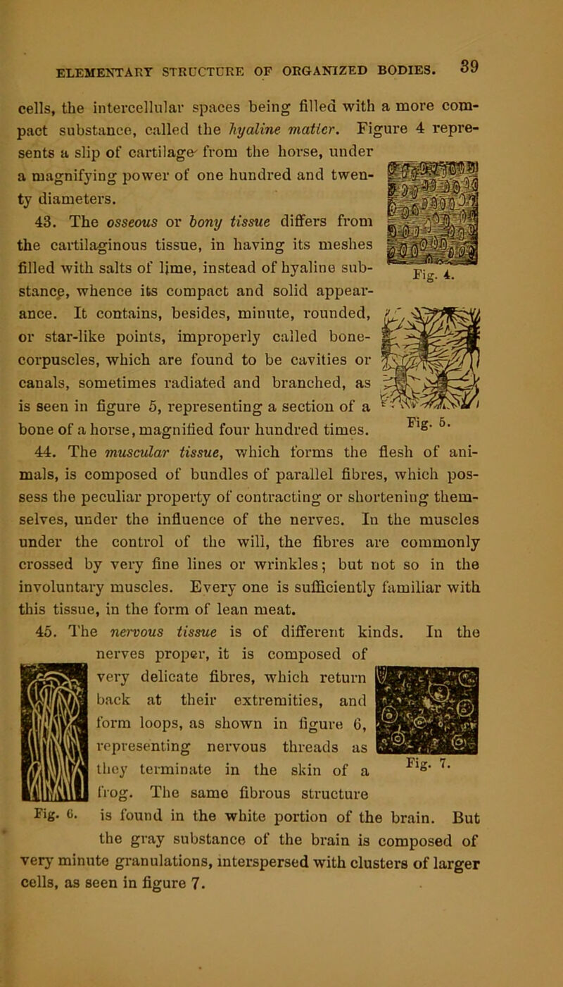 Fig. 4. cells, the intercellular spaces being filled with a more com- pact substance, called the hyaline matter. Figure 4 repre- sents a slip of cartilage from the horse, under a tnagnifjing power of one hundred and twen- ty diameters. 43. The osseous or bony tissue differs from the cartilaginous tissue, in having its meshes filled with salts of Ijme, instead of hyaline sub- stance, whence its compact and solid appear- ance. It contains, besides, minute, rounded, or star-like points, improperly called bone- corpuscles, which are found to be cavities or canals, sometimes radiated and branched, as is seen in figure 5, representing a section of a bone of a horse, magnified four hundred times. 44. The muscular tissue, which forms the flesh of ani- mals, is composed of bundles of parallel fibres, which pos- sess the peculiar property of contracting or shortening them- selves, under the influence of the nerves. In the muscles under the control of the will, the fibres are commonly crossed by very fine lines or wrinkles; but not so in the involuntary muscles. Every one is sufficiently familiar with this tissue, in the form of lean meat. 45. The nervous tissue is of different kinds. In the nerves proper, it is composed of very delicate fibres, which return back at their extremities, and form loops, as shown in figure 6, representing nervous threads as Fig. 7. they terminate in the skin of a frog. The same fibrous structure Fig. 6. is found in the white portion of the brain. But the gray substance of the brain is composed of very minute granulations, interspersed with clusters of larger cells, as seen in figure 7.