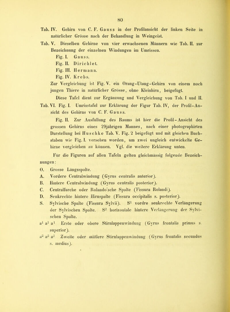 Tab. IV. Gehirn von C. F. Gauss in der Profilansicht der linken Seite in natürlicher Grösse nach der Behandlung in Weingeist. Tab. V. Dieselben Gehirne von vier erwachsenen Männern wie Tab. II. zur Bezeichnung der einzelnen Windungen im Umrissen. Fig. I. Gauss. Fig. II. Dirichlet. Fig. III. Hermann. Fig. IV. K r e b s. Zur Vergleichung ist Fig. V. ein Orang-Utang-Gehirn von einem noch jungen Thiere in natürlicher Grösse, ohne Kleinhirn, beigefügt. Diese Tafel dient zur Ergänzung und Vergleichung von Tab. I und II. Tab. VI. Fig. I. Umrisstafel zur Erklärung der Figur Tab. IV, der Profil-An- sicht des Gehirns von C. F. Gauss. Fig. II. Zur Ausfüllung des Raums ist hier die Profil-Ansicht des grossen Gehirns eines 29jährigen Mannes, nach einer photographirten Darstellung bei Huschke Tab. V. Fig. 2 beigefügt und mit gleichen Buch- staben wie Fig. I. versehen worden, um zwei ungleich entwickelte Ge- hirne vergleichen zu können. Vgl. die weitere Erklärung unten. Für die Figuren auf allen Tafeln gelten gleichmässig folgende Bezeich- nungen : 0. Grosse Längsspalte. A. Vordere Centralwindung (Gyrus centralis anterior}. B. Hintere Centralwindung (Gyrus centralis posterior). C. Centralfurche oder Rolando’sche Spalte (Fissura Rolandi). D. Senkrechte hintere Hirnspalte (Fissura occipitalis s. posterior). S. Sylvische Spalte (Fissura Sylvii). S1 vordre senkrechte Verlängerung der Sylvischen Spalte. S2 horizontale hintere Verlängerung der Sylvi- schen Spalte. a1 a1 a1 Erste oder obere Stirnlappen Windung (Gyrus frontalis primus s. superior). a2 a2 a2 Zweite oder mittlere Stirnlappenwindung (Gyrus frontalis secundus s. medius).