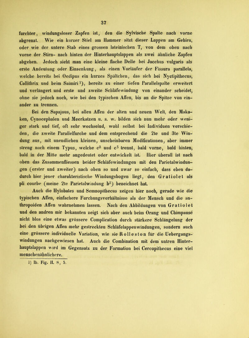 37 furchter, windungsloser Zapfen ist, den die Sylvische Spalte nach vorne abgrenzt. Wie ein kurzer Sliel am Hammer sitzt dieser Lappen am Gehirn, oder wie der untere Slab eines grossen lateinischen T, von dem oben nach vorne der Stirn- nach hinten der Hinterhauptslappen als zwei ähnliche Zapfen abgehen. Jedoch sieht man eine kleine flache Delle bei Jacchus vulgaris als erste Andeutung oder Einsenkung, als einen Vorläufer der Fissura parallela, welche bereits bei Oedipus ein kurzes Spältchen, das sich bei Nyctipithecus, Callitbrix und beim Saimiri1), bereits zu einer tiefen Parallelspalte erweitert und verlängert und erste und zweite Schläfewindung von einander scheidet, ohne sie jedoch noch, wie bei den typischen Alfen, bis an die Spitze von ein- ander zu trennen. Bei den Sapajous, bei allen Affen der alten und neuen Welt, den Maka- ken, Cynocephalen und Meerkatzen u. s. w. bilden sich nun mehr oder weni- ger stark und tief, oft sehr wechselnd, wohl selbst bei Individuen verschie- den, die zweite Parallelfurche und dem entsprechend die 2te und 3te Win- dung aus, mit unendlichen kleinen, unscheinbaren Modificationen, aber immer streng nach einem Typus, welche c2 und c3 trennt, bald vorne, bald hinten, bald in der Mitte mehr angedeutet oder entwickelt ist. Hier überall ist nach oben das Zusammenfliessen beider Schläfewindungen mit den Parietalwindun- gen (erster und zweiter} nach oben so und zwar so einfach, dass eben da- durch hier jener charakteristische Windungsbogen liegt, den Gratiolet als pli courbe (meine 2te Parietalwindung b2J bezeichnet hat. Auch die Hylobates und Semnopithecus zeigen hier noch, gerade wie die typischen Affen, einfachere Furchungsverhältnisse als der Mensch und die an- thropoiden Affen wahrnehmen lassen. Nach den Abbildungen von Gratiolet und den andren mir bekannten zeigt sich aber auch beim Orang und Chimpanse nicht blos eine etwas grössere Complication durch stärkere Schlängelung der bei den übrigen Affen mehr gestreckten Schläfelappenwindungen, sondern auch eine grössere individuelle Variation, wie sie Roll es ton für die Uebergangs- windungen nachgewiesen hat. Auch die Combination mit dem untren Hinter- hauptslappen wird im Gegensatz zu der Formation bei Cercopilhecus eine viel menschenähnlichere.