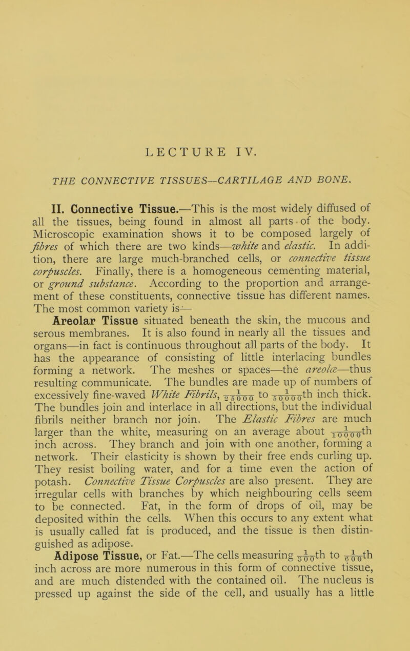 THE CONNECTIVE TISSUES—CARTILAGE AND BONE. II. Connective Tissue.—This is the most widely diffused of all the tissues, being found in almost all parts • of the body. Microscopic examination shows it to be composed largely of fibres of which there are two kinds—white and elastic. In addi- tion, there are large much-branched cells, or connective tissue corpuscles. Finally, there is a homogeneous cementing material, or ground substance. According to the proportion and arrange- ment of these constituents, connective tissue has different names. The most common variety is— Areolar Tissue situated beneath the skin, the mucous and serous membranes. It is also found in nearly all the tissues and organs—in fact is continuous throughout all parts of the body. It has the appearance of consisting of little interlacing bundles forming a network. The meshes or spaces—the areolce—thus resulting communicate. The bundles are made up of numbers of excessively fine-waved White Fibrils, to thick. The bundles join and interlace in all directions, but the individual fibrils neither branch nor join. The Elastic Fibres are much larger than the white, measuring on an average about inch across. They branch and join with one another, forming a network. Their elasticity is shown by their free ends curling up. They resist boiling water, and for a time even the action of potash. Connecti-oe Tissue Corpuscles are also present. They are irregular cells with branches by which neighbouring cells seem to be connected. Fat, in the form of drops of oil, may be deposited within the cells. When this occurs to any extent what is usually called fat is produced, and the tissue is then distin- guished as adipose. Adipose Tissue, or Fat.—-The cells measuring ^^xyth to inch across are more numerous in this form of connective tissue, and are much distended with the contained oil. The nucleus is pressed up against the side of the cell, and usually has a little