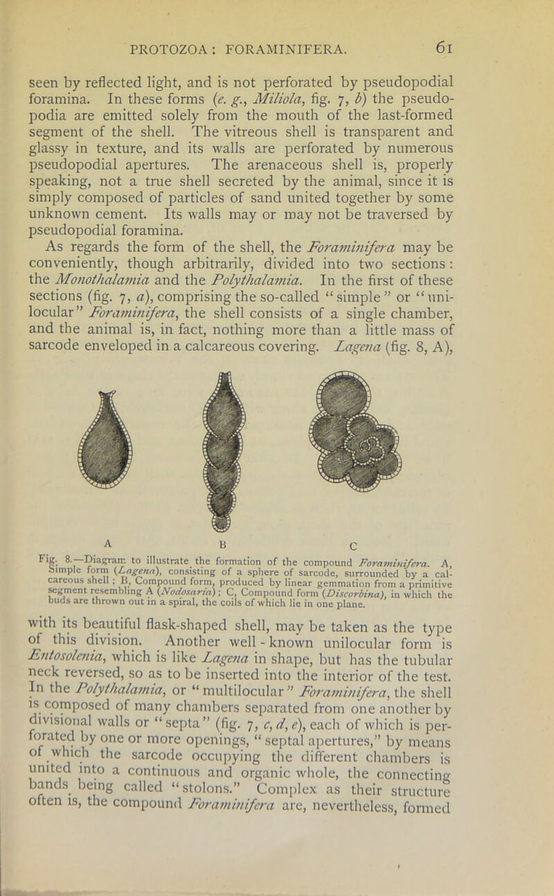 seen by reflected light, and is not perforated by pseudopodial foramina. In these forms (e. g., Miliola, fig. 7, b) the pseudo- podia are emitted solely from the mouth of the last-formed segment of the shell. The vitreous shell is transparent and glassy in texture, and its walls are perforated by numerous pseudopodial apertures. The arenaceous shell is, properly speaking, not a true shell secreted by the animal, since it is simply composed of particles of sand united together by some unknown cement. Its walls may or may not be traversed by pseudopodial foramina. As regards the form of the shell, the Foraminifera may be conveniently, though arbitrarily, divided into two sections : the Monothalamia and the Polythalamia. In the first of these sections (fig. 7, a), comprising the so-called “simple” or “uni- locular” Foraminifera, the shell consists of a single chamber, and the animal is, in fact, nothing more than a little mass of sarcode enveloped in a calcareous covering. Lagena (fig. 8, A), A b C Flg: 8.—Diagram to illustrate the formation of the compound Foraminifera. A, Simple form (Lagena), consisting of a sphere of sarcode, surrounded by a cal- careous shell ; B, Compound form, produced by linear gemmation from a primitive segment resembling A (Nodosaria); C, Compound form (Discorbina), in which the buds arc thrown out in a spiral, the coils of which lie in one plane. with its beautiful flask-shaped shell, may be taken as the type of this division. Another well - known unilocular form is Entosolcnia, which is like Lagena in shape, but has the tubular neck reversed, so as to be inserted into the interior of the test. In the Polythalamia, or “ multilocular ” Foraminifera, the shell is. composed of many chambers separated from one another by divisional walls or “septa” (fig. 7, e,d,e), each of which is per- forated by one or more openings, “ septal apertures,” by means of which the sarcode occupying the different chambers is united into a continuous and organic whole, the connecting bands being called “stolons.” Complex as their structure often is, the compound Foraminifera are, nevertheless, formed