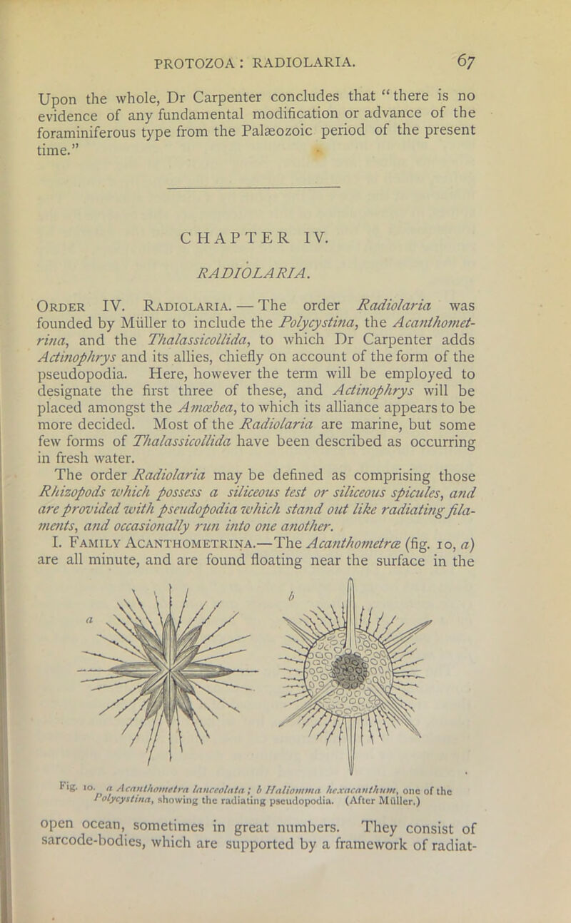 Upon the whole, Dr Carpenter concludes that “there is no evidence of any fundamental modification or advance of the foraminiferous type from the Palaeozoic period of the present time.” CHAPTER IV. RADIOLARIA. Order IV. Radiolaria. — The order Radiolaria was founded by Muller to include the Polycystina, the Acanthomct- riua, and the Thalassicollida, to which Dr Carpenter adds Actinophrys and its allies, chiefly on account of the form of the pseudopodia. Here, however the term will be employed to designate the first three of these, and Actinophrys will be placed amongst the Amcebea, to which its alliance appears to be more decided. Most of the Radiolaria are marine, but some few forms of Thalassicollida have been described as occurring in fresh water. The order Radiolaria may be defined as comprising those Rhizopods which possess a siliceous test or siliceous spicules, and are provided with pseudopodia which stajid out like radiating fila- ments, and occasionally run into one another. I. Family Acanthometrina.—The Acanthometra (fig. 10, a) are all minute, and are found floating near the surface in the Fig. 10. a Acanthometra Innceolatn ; b Haliomma hcxacanthum, one of the / olycystina, showing the radiating pscudopodia. (After Miiller.) open ocean, sometimes in great numbers. They consist of sarcode-bodies, which are supported by a framework of radiat-