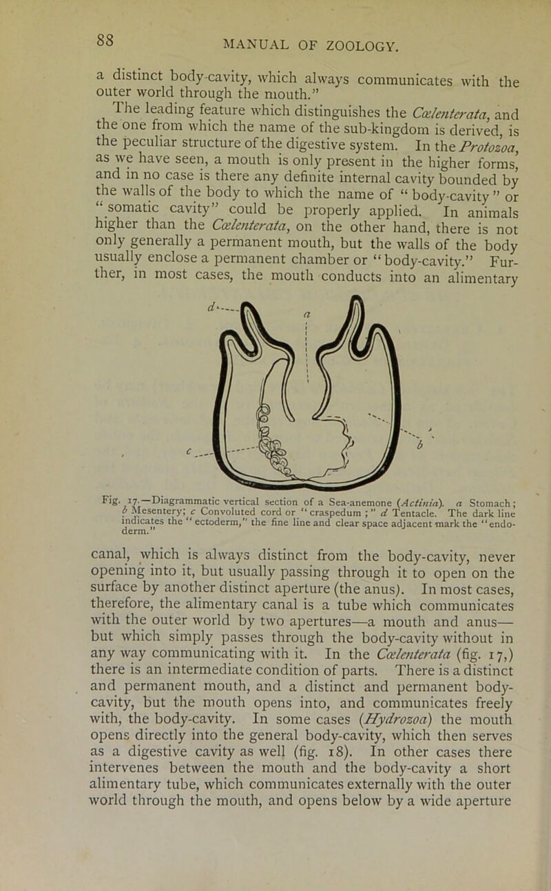 a distinct body-cavity, which always communicates with the outer world through the mouth.” T. he leading feature which distinguishes the Coslenterata, and the one from which the name of the sub-kingdom is derived, is the peculiar structure of the digestive system. In the Protozoa, as we have seen, a mouth is only present in the higher forms’ and in no case is there any definite internal cavity bounded by the walls of the body to which the name of “ body-cavity ” or “somatic cavity” could be properly applied. In animals higher than the Ccrlcuterata, on the other hand, there is not only generally a permanent mouth, but the walls of the body usually enclose a permanent chamber or “ body-cavity.” Fur- ther, in most cases, the mouth conducts into an alimentary Fig- 17- Diagrammatic vertical section of a Sea-anemone (Actinia), a Stomach; b Mesentery; c Convoluted cord or “ craspedum ;” d Tentacle. The dark line indicates the “ ectoderm/’ the fine line and clear space adjacent mark the “endo- derm. canal, which is always distinct from the body-cavity, never opening into it, but usually passing through it to open on the surface by another distinct aperture (the anus). In most cases, therefore, the alimentary canal is a tube which communicates with the outer world by two apertures—a mouth and anus— but which simply passes through the body-cavity without in any way communicating with it. In the Ccelenterata (fig. 17,) there is an intermediate condition of parts. There is a distinct and permanent mouth, and a distinct and permanent body- cavity, but the mouth opens into, and communicates freely with, the body-cavity. In some cases (Hydrozoa) the mouth opens directly into the general body-cavity, which then serves as a digestive cavity as well (fig. 18). In other cases there intervenes between the mouth and the body-cavity a short alimentary tube, which communicates externally with the outer world through the mouth, and opens below by a wide aperture