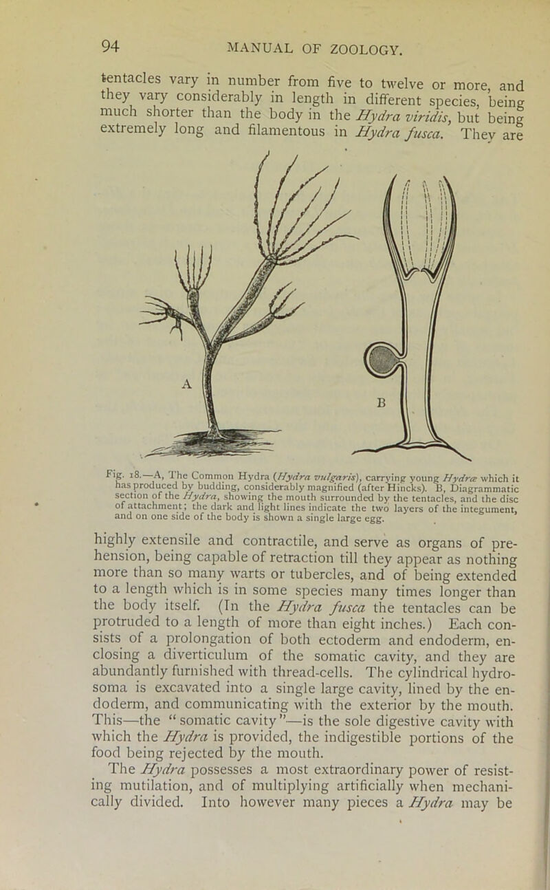 tentacles vary in number from five to twelve or more, and t rey vary considerably in length in different species, being much shorter than the body in the Hydra viridis, but being extremely long and filamentous in Hydra fusca. They are nas prouucea Dy Ducldmg, considerably magnified (after Hincks). B, Diagrammatic section of the Hydra, showing the mouth surrounded by the tentacles, and the disc of attachment; the dark and light lines indicate the two layers of the integument, and on one side of the body is shown a single large egg. highly extensile and contractile, and serve as organs of pre- hension, being capable of retraction till they appear as nothing more than so many warts or tubercles, and of being extended to a length which is in some species many times longer than the body itself. (In the Hydra fjtsca the tentacles can be protruded to a length of more than eight inches.) Each con- sists of a prolongation of both ectoderm and endoderm, en- closing a diverticulum of the somatic cavity, and they are abundantly furnished with thread-cells. The cylindrical hydro- soma is excavated into a single large cavity, lined by the en- doderm, and communicating with the exterior by the mouth. This—the “ somatic cavity”—is the sole digestive cavity with which the Hydra is provided, the indigestible portions of the food being rejected by the mouth. The Hydra possesses a most extraordinary power of resist- ing mutilation, and of multiplying artificially when mechani- cally divided. Into however many pieces a Hydra may be