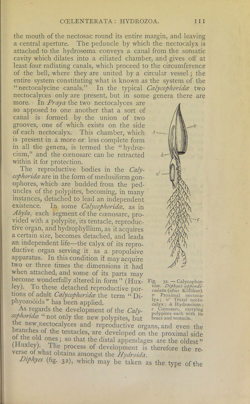 v — the mouth of the nectosac round its entire margin, and leaving a central aperture. The peduncle by which the nectocalyx is attached to the hydrosoma conveys a canal from the somatic cavity which dilates into a ciliated chamber, and gives off at least four radiating canals, which proceed to the circumference of the bell, where they are united by a circular vessel; the entire system constituting what is known as the system of the “ nectocalycine canals.” In the typical Calycophoridce two nectocalyces only are present, but in some genera there are more. In Praya the two nectocalyces are so apposed to one another that a sort of canal is formed by the union of two grooves, one of which exists on the side of each nectocalyx. This chamber, which is present in a more or less complete form in all the genera, is termed the “hydrce- cium,” and the ccenosarc can be retracted within it for protection. The reproductive bodies in the Caly- cophoridce are in the form of medusiform gon- ophores, which are budded from the ped- uncles of the polypites, becoming, in many instances, detached to lead an independent existence. In some Calycophoridce, as in Abyla, each segment of the ccenosarc, pro- vided with a polypite, its tentacle, reproduc- tive organ, and hydrophyllium, as it acquires a certain size, becomes detached, and leads an independent life—the calyx of its repro- ductive organ serving it as a propulsive apparatus. In this condition it may acquire two or three times the dimensions it had when attached, and some of its parts may become wonderfully altered in form ” (Hux- Fig- 32. - Calycophor- ley). To these detached reproductive por- tions of adult Calycophoridce the term “ Di- phyozooids” has been applied. As regards the development of the Caly- cophoridce “ not only the new polypites, but tie new nectocalyces and reproductive organs, and even the iranc es of the tentacles, are developed on the proximal side ° 1(r 0 d so that the distal appendages are the oldest” (•Huxley;. Hie process of development is therefore the re- verse of what obtains amongst the Hydroida. Diphycs (fig. 32), which may be taken as the type of the idae. Diphycs nppcndi- culata (after Kolliker). v Proximal nectoca- lyx ; 7/ Distal necto- calyx; h Hydrcccium ; c Ccenosarc, carrying polypites each with its bract and tentacle.