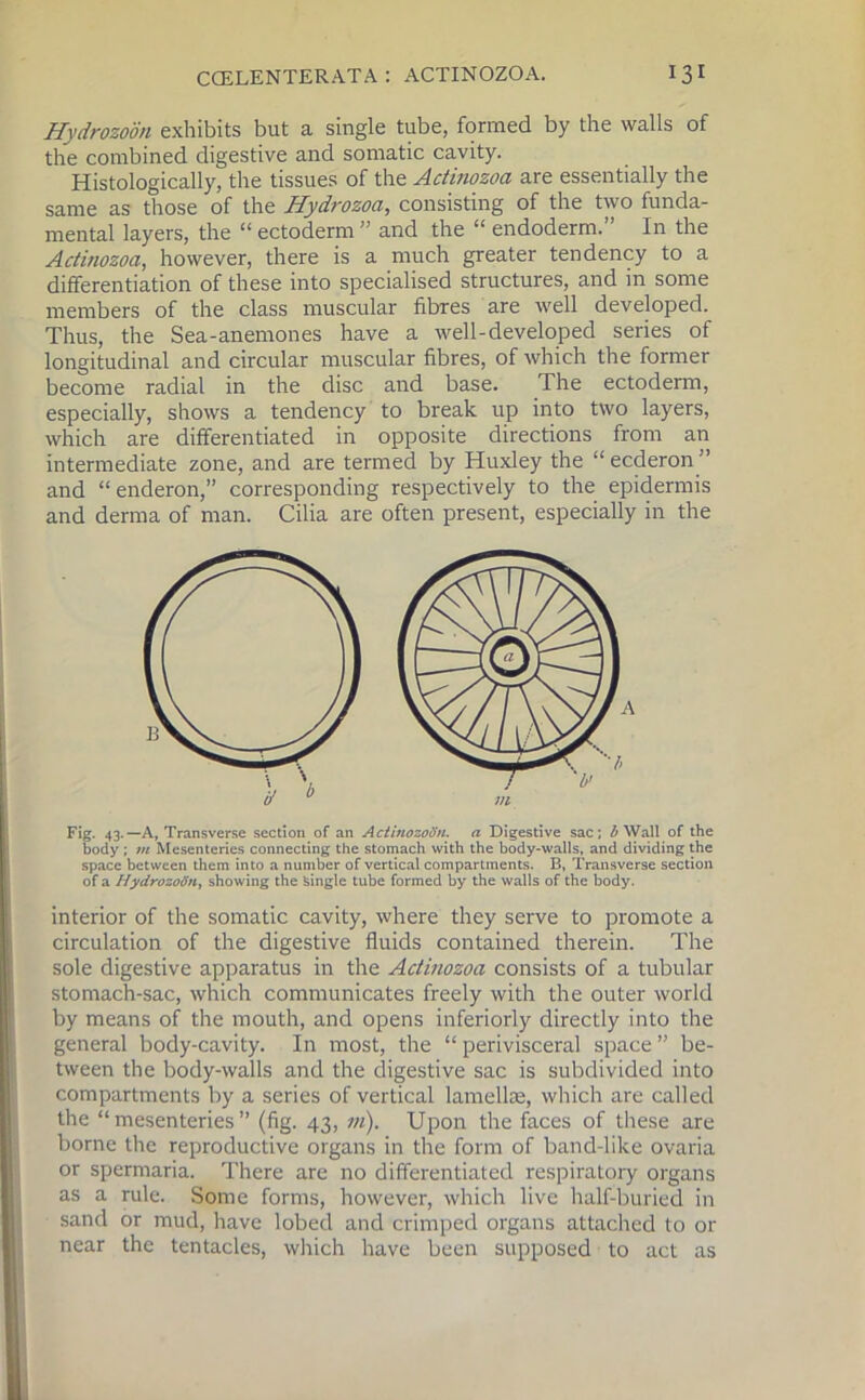 Hydrozoon exhibits but a single tube, formed by the walls of the combined digestive and somatic cavity. Histologically, the tissues of the Actinozoa are essentially the same as those of the Hydrozoa, consisting of the two funda- mental layers, the “ ectoderm ” and the “ endoderm.” In the Actinozoa, however, there is a much greater tendency to a differentiation of these into specialised structures, and in some members of the class muscular fibres are well developed. Thus, the Sea-anemones have a well-developed series of longitudinal and circular muscular fibres, of which the former become radial in the disc and base. The ectoderm, especially, shows a tendency to break up into two layers, which are differentiated in opposite directions from an intermediate zone, and are termed by Huxley the “ ecderon ” and “ enderon,” corresponding respectively to the epidermis and derma of man. Cilia are often present, especially in the Fig. 43.—A, Transverse section of an ActinozoSn. a Digestive sac; b Wall of the body ; m Mesenteries connecting the stomach with the body-walls, and dividing the space between them into a number of vertical compartments. B, Transverse section of a Hydrozod'n, showing the Single tube formed by the walls of the body. interior of the somatic cavity, where they serve to promote a circulation of the digestive fluids contained therein. The sole digestive apparatus in the Actinozoa consists of a tubular stomach-sac, which communicates freely with the outer world by means of the mouth, and opens inferiorly directly into the general body-cavity. In most, the “perivisceral space” be- tween the body-walls and the digestive sac is subdivided into compartments by a series of vertical lamellae, which are called the “mesenteries” (fig. 43, m). Upon the faces of these are borne the reproductive organs in the form of band-like ovaria or spermaria. There are no differentiated respiratory organs as a rule. Some forms, however, which live half-buried in sand or mud, have lobed and crimped organs attached to or near the tentacles, which have been supposed to act as