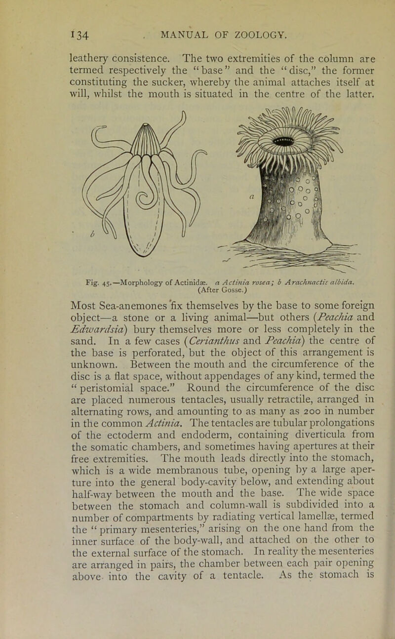 leathery consistence. The two extremities of the column are termed respectively the “ base ” and the “ disc,” the former constituting the sucker, whereby the animal attaches itself at will, whilst the mouth is situated in the centre of the latter. Fig- 45.—Morphology of Actinidae. a Actinia rosea; b Arachnactis albida. (After Gosse.) Most Sea-anemones fix themselves by the base to some foreign object—a stone or a living animal—but others (Peachia and Edwardsia) bury themselves more or less completely in the sand. In a few cases (Cerianthus and Peachia) the centre of the base is perforated, but the object of this arrangement is unknown. Between the mouth and the circumference of the disc is a flat space, without appendages of any kind, termed the “ peristomial space.” Round the circumference of the disc are placed numerous tentacles, usually retractile, arranged in alternating rows, and amounting to as many as 200 in number in the common Actinia. The tentacles are tubular prolongations of the ectoderm and endoderm, containing diverticula from the somatic chambers, and sometimes having apertures at their free extremities. The mouth leads directly into the stomach, which is a wide membranous tube, opening by a large aper- ture into the general body-cavity below, and extending about half-way between the mouth and the base. The wide space between the stomach and column-wall is subdivided into a number of compartments by radiating vertical lamellae, termed the “ primary mesenteries,” arising on the one hand from the inner surface of the body-wall, and attached on the other to the external surface of the stomach. In reality the mesenteries are arranged in pairs, the chamber between each pair opening above into the cavity of a tentacle. As the stomach is