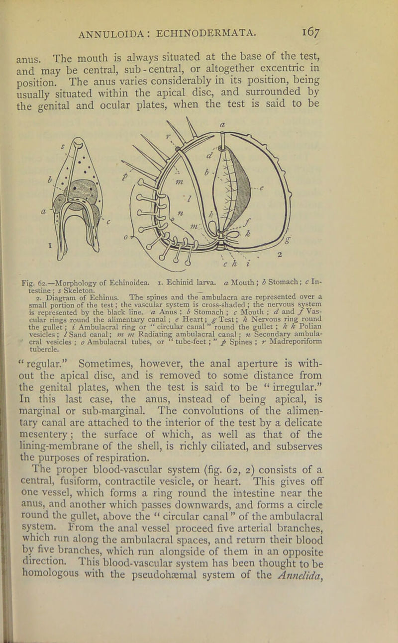 anus. The mouth is always situated at the base of the test, and may be central, sub - central, or altogether excentric in position. The anus varies considerably in its position, being usually situated within the apical disc, and surrounded by the genital and ocular plates, when the test is said to be Fig. 62.—Morphology of Echinoidea. 1. Echinid larva, a Mouth ; b Stomach; c In- testine ; s Skeleton. 2. Diagram of Echinus. The spines and the ambulacra are represented over a small portion of the test; the vascular system is cross-shaded ; the nervous system is represented by the black line, a Anus ; b Stomach ; c Mouth ; d and j Vas- cular rings round the alimentary canal ; e Heart; ^Test; h Nervous ring round the gullet; i Ambulacral ring or “ circular canal ” round the gullet ; k k Polian vesicles; l Sand canal; m m Radiating ambulacral canal ; n Secondary ambula- cral vesicles ; 0 Ambulacral tubes, or “ tube-feet; ” p Spines ; r Madreporiform tubercle. “ regular.” Sometimes, however, the anal aperture is with- out the apical disc, and is removed to some distance from the genital plates, when the test is said to be “ irregular.” In this last case, the anus, instead of being apical, is marginal or sub-marginal. The convolutions of the alimen- tary canal are attached to the interior of the test by a delicate mesentery; the surface of which, as well as that of the lining-membrane of the shell, is richly ciliated, and subserves the purposes of respiration. The proper blood-vascular system (fig. 62, 2) consists of a central, fusiform, contractile vesicle, or heart. This gives off one vessel, which forms a ring round the intestine near the anus, and another which passes downwards, and forms a circle round the gullet, above the “ circular canal of the ambulacral system. From the anal vessel proceed five arterial branches, which run along the ambulacral spaces, and return their blood by five branches, which run alongside of them in an opposite direction. This blood-vascular system has been thought to be homologous with the pseudohremal system of the Annelida,