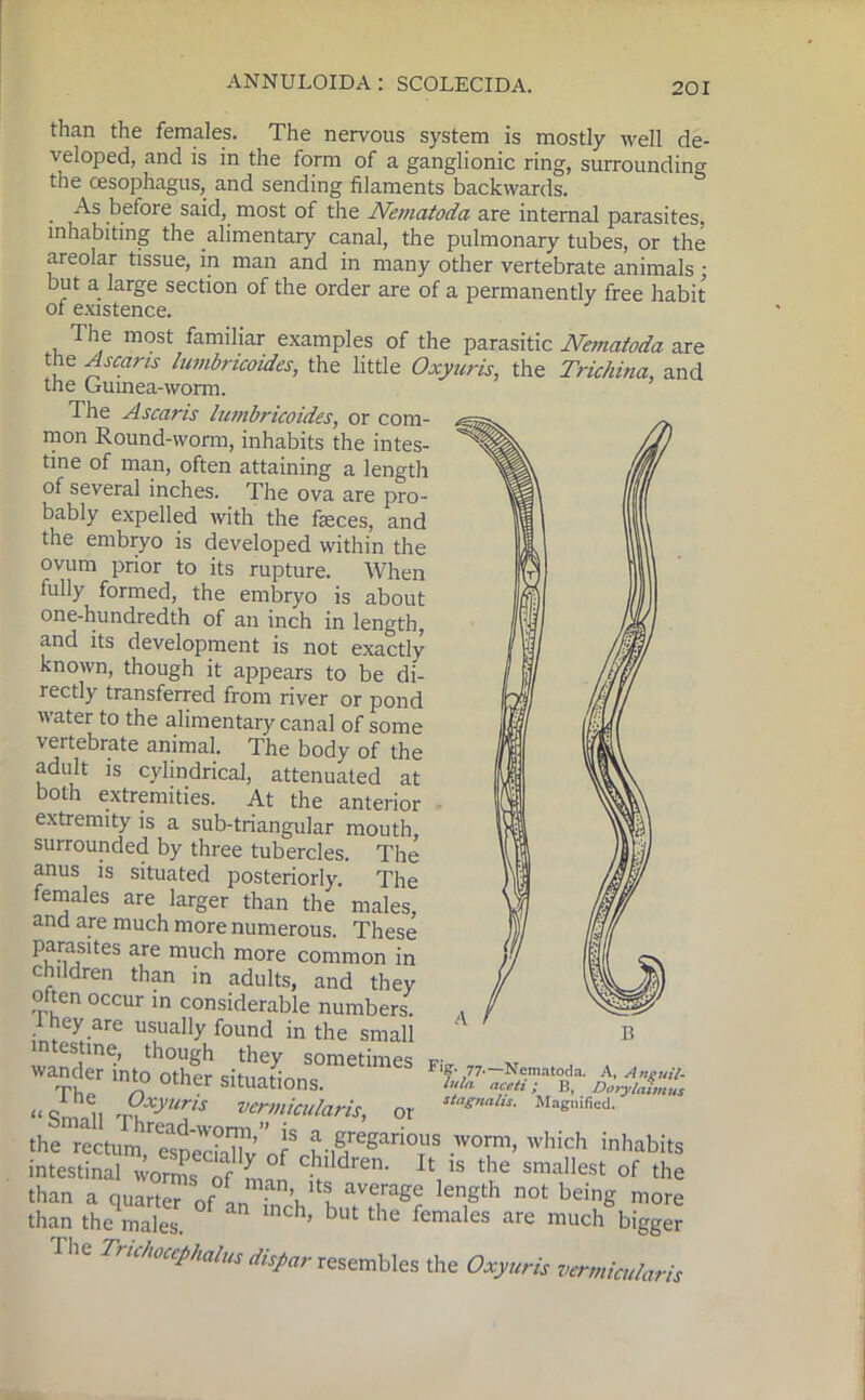 than the females. The nervous system is mostly well de- veloped, and is in the form of a ganglionic ring, surroundino- the oesophagus, and sending filaments backwards. . ‘^s before said, most of the Nematoda are internal parasites, inhabiting the alimentary canal, the pulmonary tubes, or the areolar tissue, in man and in many other vertebrate animals; but a large section of the order are of a permanently free habit of existence. The most familiar examples of the parasitic Nematoda are the Ascans lumbricoides, the little Oxyuris, the Trichina, and tne Guinea-worm. The Ascaris lumbricoides, or com- mon Round-worm, inhabits the intes- tine of man, often attaining a length of several inches. The ova are pro- bably expelled with the faeces, and the embryo is developed within the ovum prior to its rupture. When fully formed, the embryo is about one-hundredth of an inch in length, and its development is not exactly known, though it appears to be di- rectly transferred from river or pond water to the alimentary canal of some vertebrate animal. The body of the adult is cylindrical, attenuated at both extremities. At the anterior extremity is a sub-triangular mouth, surrounded by three tubercles. The anus is situated posteriorly. The females are larger than the males, and are much more numerous. These parasdes are much more common in children than in adults, and they often occur in considerable numbers. 1 hey are usually found in the small mtestine, though they sometimes wander into other situations. “Snvdl T\XyUAS vennjcularis, or — the rectum,TspSS'of^Rlf^T5 WT’ which inhabits intestinal of fnl ^ Vs ^ SmalleSt of the than a quarter ofLVl ave,rage lenSth not bei”g more than the males. 1IKh’ blU the females are much bigger ie 7/ ichoccphalus dispar resembles the Oxyuris vermicularis F‘S- 77-—Nematoda. A, Anguil- lulti aceti; B, Dorylahnus stag,mhs. Magnified.