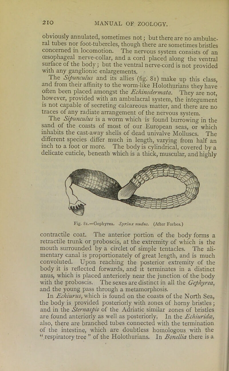 obviously armulated, sometimes not; but there are no ambulac- ral tubes nor foot-tubercles, though there are sometimes bristles concerned in locomotion. The nervous system consists of an oesophageal nerve-collar, and a cord placed along the ventral surface of the body; but the ventral nerve-cord is not provided with any ganglionic enlargements. The Sipuneulus and its allies (fig. 81) make up this class, and from their affinity to the worm-like Holothurians they have often been placed amongst the Echiuoderviata. They are not, however, provided with an ambulacral system, the integument is not capable of secreting calcareous matter, and there are no traces of any radiate arrangement of the nervous system. The Sipuneulus is a worm which is found burrowing in the sand of the coasts of most of our European seas, or which inhabits the cast-away shells of dead univalve Molluscs. The different species differ much in length, varying from half an inch to a foot or more. The body is cylindrical, covered by a delicate cuticle, beneath which is a thick, muscular, and highly Fig. 81.—Gephyrea. Syrinx nudus. (After Forbes.) contractile coat. The anterior portion of the body forms a retractile trunk or proboscis, at the extremity of which is the mouth surrounded by a circlet of simple tentacles. The ali- mentary canal is proportionately of great length, and is much convoluted. Upon reaching the posterior extremity of the body it is reflected forwards, and it terminates in a distinct anus, which is placed anteriorly near the junction of the body with the proboscis. The sexes are distinct in all the Gephyrea, and the young pass through a metamorphosis. In Echiurus, which is found on the coasts of the North Sea, the body is provided posteriorly with zones of horny bristles; and in the Sternaspis of the Adriatic similar zones of bristles are found anteriorly as well as posteriorly. In the Echiuridce, also, there are branched tubes connected with the termination of the intestine, which are doubtless homologous with the “ respiratory tree ” of the Holothurians. In Boncllia there is a