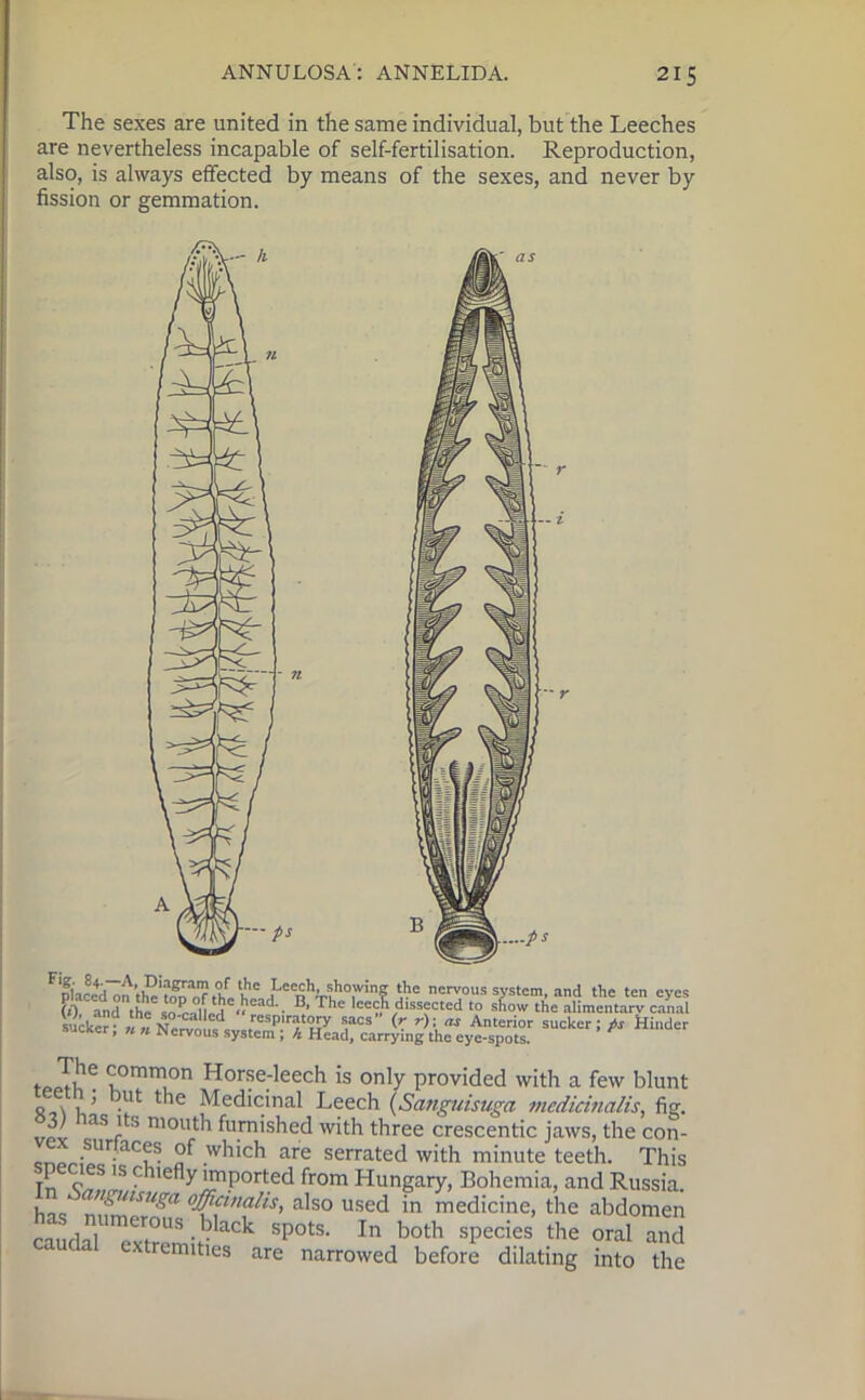 The sexes are united in the same individual, but the Leeches are nevertheless incapable of self-fertilisation. Reproduction, also, is always effected by means of the sexes, and never by fission or gemmation. F'placed on ‘k® I'nVf0,™? *e nervou5 system, and the ten eyes (0 and the sn^-oll ,°head. rhe leech dissected to show the alimentary canal suikc? un respiratory sacs (r r); as Anterior sucker;* Hinder sjCKcr, « « Nervous system ; h Head, carrying the eye-spots. . ,le <?ommon Horse-leech is only provided with a few blunt o x , ’ .“t t‘ie Medicinal Leech (Sanguisuga mcdicinalis, fig. vpv laS r b niout'1 furnished with three crescentic jaws, the con- vex sunaces of which are serrated with minute teeth. This p cies is chiefly imported from Hungary, Bohemia, and Russia. • attguisuga officinalis, also used in medicine, the abdomen ta spots. In both species the oral and a extremities are narrowed before dilating into the