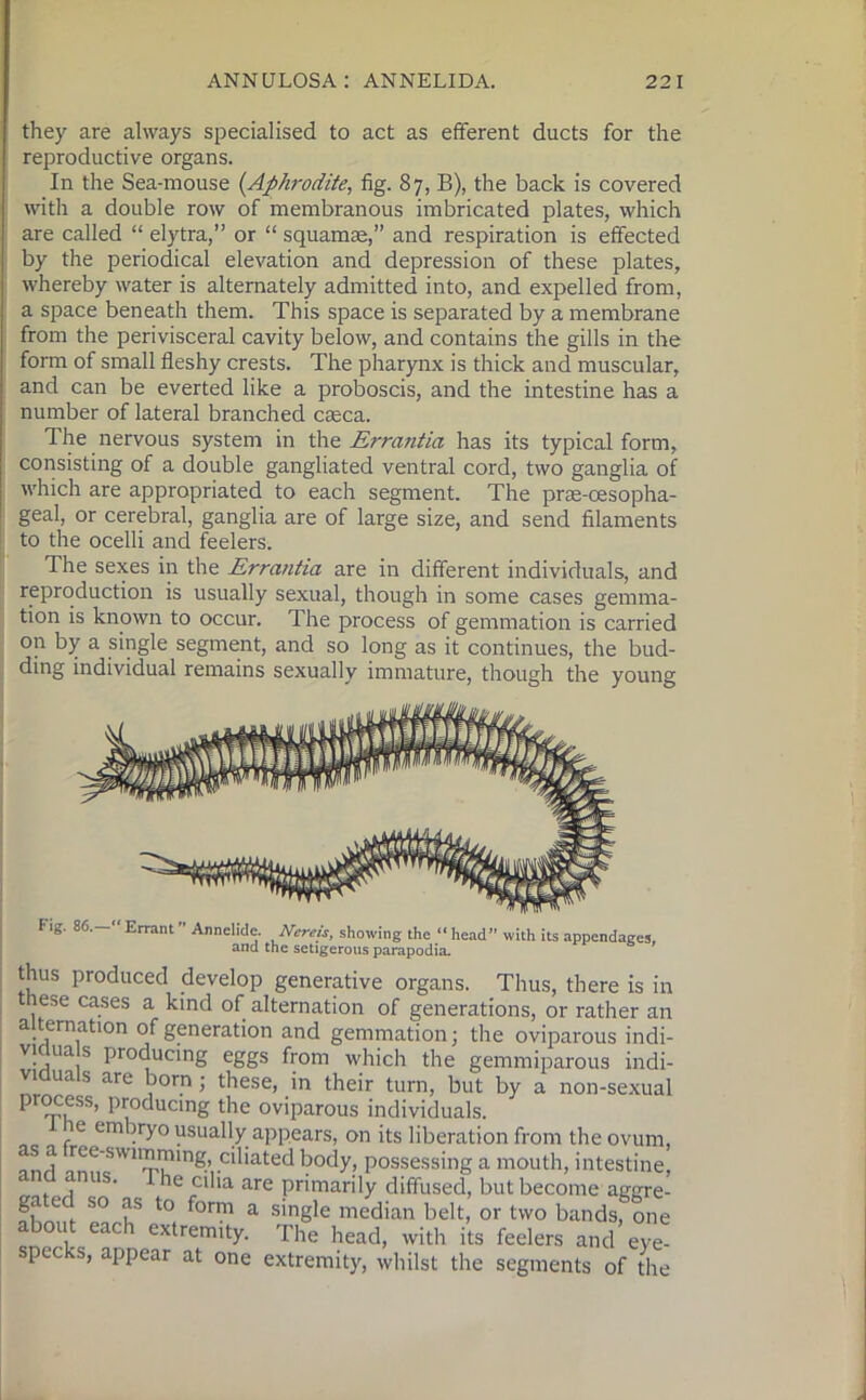 they are always specialised to act as efferent ducts for the reproductive organs. In the Sea-mouse (.Aphrodite, fig. 87, B), the back is covered with a double row of membranous imbricated plates, which are called “ elytra,” or “ squamae,” and respiration is effected by the periodical elevation and depression of these plates, whereby water is alternately admitted into, and expelled from, a space beneath them. This space is separated by a membrane from the perivisceral cavity below, and contains the gills in the form of small fleshy crests. The pharynx is thick and muscular, and can be everted like a proboscis, and the intestine has a number of lateral branched caeca. The nervous system in the Errantia has its typical form, consisting of a double gangliated ventral cord, two ganglia of which are appropriated to each segment. The prae-oesopha- geal, or cerebral, ganglia are of large size, and send filaments to the ocelli and feelers. The sexes in the Errantia are in different individuals, and reproduction is usually sexual, though in some cases gemma- tion is known to occur. The process of gemmation is carried on by a single segment, and so long as it continues, the bud- ding individual remains sexually immature, though the young Fig. 86. “ Errant ” Annelide. Nereis, showing the “ head” with its appendages, and the setigerous parapodia. thus produced develop generative organs. Thus, there is in ese cases a kind of alternation of generations, or rather an alternation of generation and gemmation; the oviparous indi- viduals producing eggs from which the gemmiparous indi- viduals are born; these, in their turn, but by a non-sexual process, producing the oviparous individuals. r6 Cm ■r^'° usually appears, on its liberation from the ovum, an j ^r^^ed body, possessing a mouth, intestine, , ' I he cilia are primarily diffused, but become aggre- ga e so as to form a single median belt, or two bands, one about each extremity. The head, with its feelers and eye- specks, appear at one extremity, whilst the segments of the