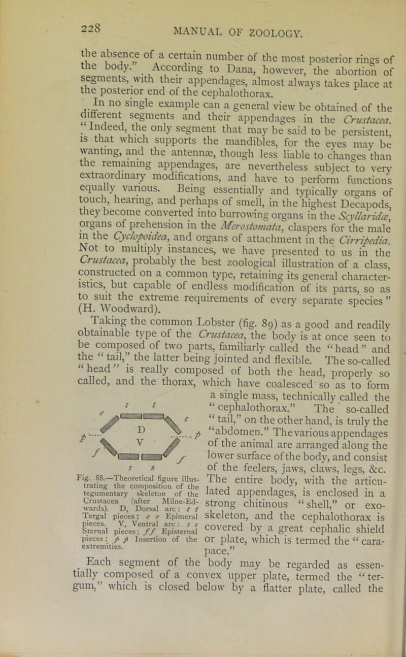 the absence of a certain number of the most posterior rings of the body. According to Dana, however, the abortion of segments, with their appendages, almost always takes place at the posterior end of the cephalothorax. ■In no single example can a general view be obtained of the different segments and their appendages in the Crustacea. Indeed the only segment that may be said to be persistent, is that which supports the mandibles, for the eves may be wanting, and the antennas, though less liable to changes than the remaining appendages, are nevertheless subject to very extraordinary modifications, and have to perform functions equally various. Being essentially and typically organs of touch, hearing, and perhaps of smell, in the highest Decapods, they become converted into burrowing organs in the ScyUaridce, organs ot prehension in the Aferostomata, claspers for the male in the Cyclopoidea, and organs of attachment in the Cirripedia. Not to multiply instances, we have presented to us in the Crustacea, probably the best zoological illustration of a class, constructed on a common type, retaining its general character- istics, but capable of endless modification of its parts, so as to suit the extreme requirements of every separate species (H. Woodward). Taking the common Lobster (fig. 89) as a good and readily obtainable type of the Crustacea, the body' is at once seen to be composed of two parts, familiarly called the “ head and the “ tail,” the latter being jointed and flexible. The so-called head is really'' composed of both the head, properly so called, and the thorax, which have coalesced' so as to form a single mass, technically called the ' ‘ “ cephalothorax.” The so-called £> tail,” on the other hand, is truly' the “abdomen.” Thevarious appendages of the animal are arranged along the lower surface of the body', and consist of the feelers, jaws, claws, legs, «5tc. The entire body', with the articu- lated appendages, is enclosed in a strong chitinous “shell,” or exo- skeleton, and the cephalothorax is covered by a great cephalic shield or plate, which is termed the “ cara- pace.” . Each segment of the body may be regarded as essen- tially composed of a convex upper plate, termed the “ ter- gum,’ which is closed below by' a flatter plate, called the /- / \_L/; Fig. 88.—Theoretical figure illus- trating the composition of the tegumentary skeleton of the Crustacea (after Milne-Ed- wards). D, Dorsal arc: / t Tergal pieces; e r Epimeral pieces. V, Ventral arc: s s Sternal pieces: // Epistcrnal pieces; / / Insertion of the extremities.