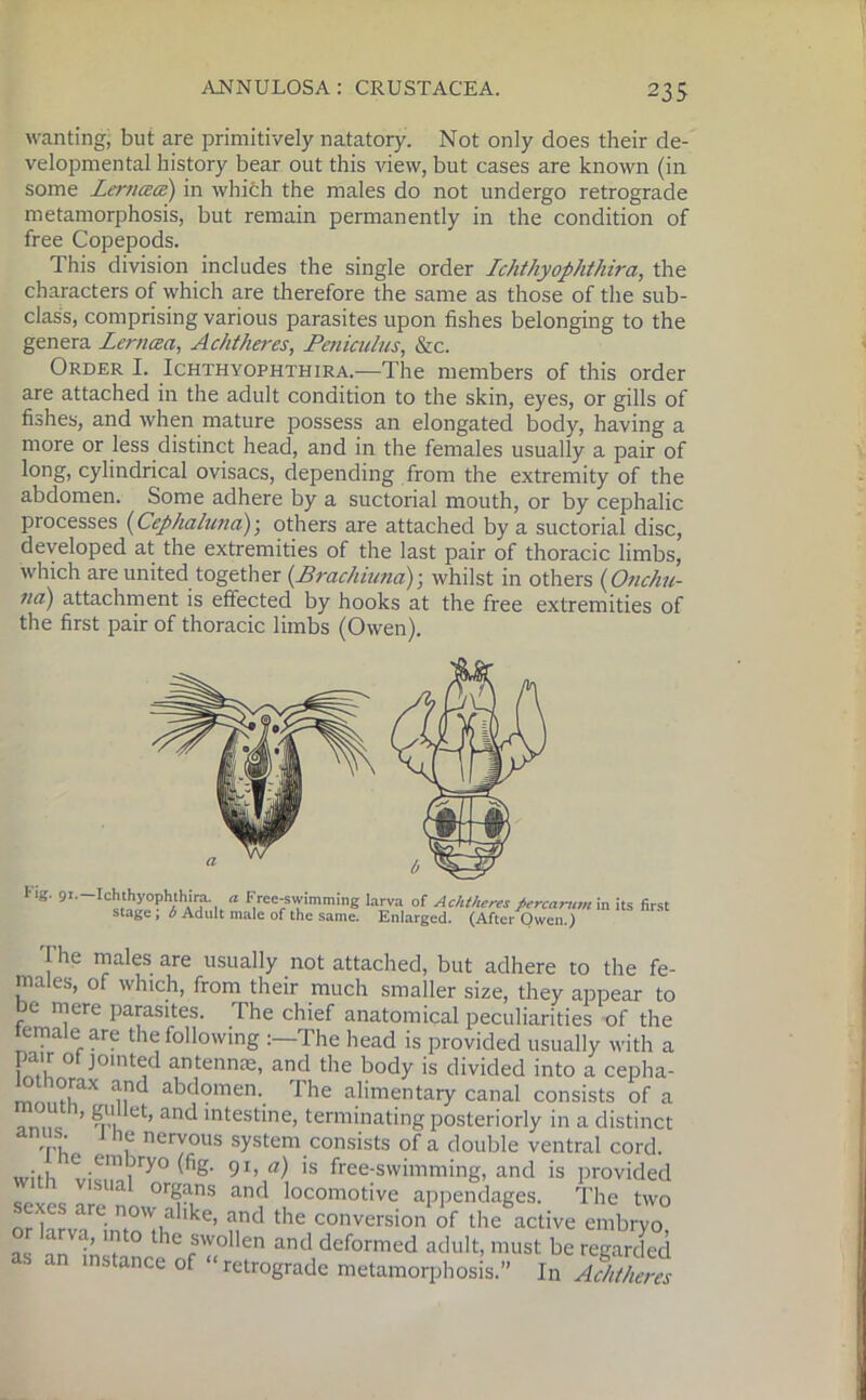 wanting; but are primitively natatory. Not only does their de- velopmental history bear out this view, but cases are known (in some LerjUECB) in which the males do not undergo retrograde metamorphosis, but remain permanently in the condition of free Copepods. This division includes the single order Ichthyophthira, the characters of which are therefore the same as those of the sub- class, comprising various parasites upon fishes belonging to the genera Lerncea, Achtheres, Peniculus, &c. Order I. Ichthyophthira.—The members of this order are attached in the adult condition to the skin, eyes, or gills of fishes, and when mature possess an elongated body, having a more or less distinct head, and in the females usually a pair of long, cylindrical ovisacs, depending from the extremity of the abdomen. Some adhere by a suctorial mouth, or by cephalic processes (Cephaluna); others are attached by a suctorial disc, developed at the extremities of the last pair of thoracic limbs, which are united together (.Brachiuna); whilst in others (Onchu- no) attachment is effected by hooks at the free extremities of the first pair of thoracic limbs (Owen). The males are usually not attached, but adhere to the fe- males, of which, from their much smaller size, they appear to be mere parasites. The chief anatomical peculiarities of the temale are the following The head is provided usually with a pair ol jointed antennae, and the body is divided into a cepha- °,rax a!1c^ abdomen. Ihe alimentary canal consists of a Iniic mi et’ and mtestine> terminating posteriorly in a distinct Th f nerY°us system consists of a double ventral cord. with vknni>r«° fig' 9\a\ is free:swimming, and is provided ‘ orgar>s and locomotive appendages. The two sexes are now alike, and the conversion of the active embryo Z nnV in1? he fSWollen and deformed adult, must be regarded as an instance of “retrograde metamorphosis.” In Achtheres