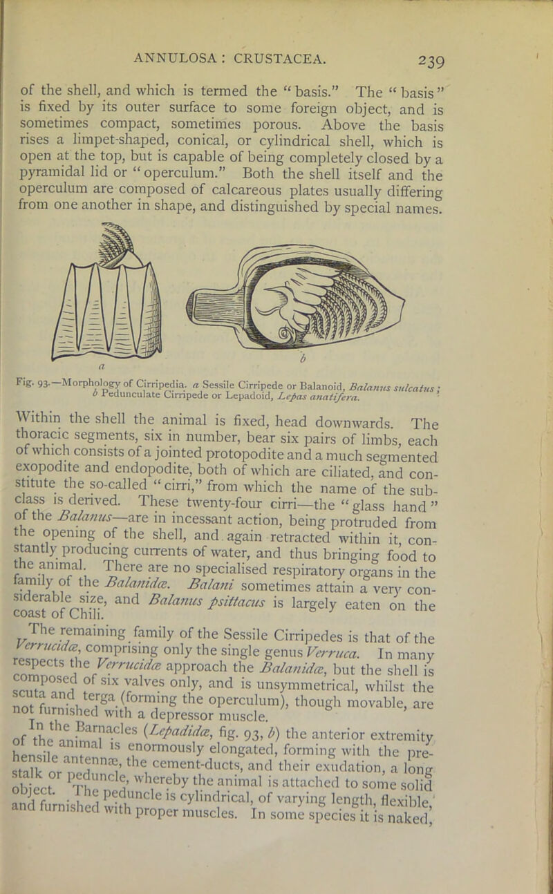 of the shell, and which is termed the “ basis.” The “ basis ” is fixed by its outer surface to some foreign object, and is sometimes compact, sometimes porous. Above the basis rises a limpet-shaped, conical, or cylindrical shell, which is open at the top, but is capable of being completely closed by a pyramidal lid or “ operculum.” Both the shell itself and the operculum are composed of calcareous plates usually differing from one another in shape, and distinguished by special names. Fig. 93. Morphology of Cirripedia. a Sessile Cirripede or Balanoid, Balanus sulcatus ; 0 Pedunculate Cirripede or Lepadoid, Lepas anatifcra. Within the shell the animal is fixed, head downwards. The thoracic segments, six in number, bear six pairs of limbs, each of which consists of a jointed protopodite and a much segmented exopodite and endopodite, both of which are ciliated, and con- stitute the so-called “cirri,” from which the name of the sub- class is derived. These twenty-four cirri—the “ glass hand ” of the Balanus are in incessant action, being protruded from the opening of the shell, and again retracted within it, con- stantly producing currents of water, and thus bringing food to the animal. There are no specialised respiratory organs in the family of the Balanidce. Balani sometimes attain a very con- siderable size, and Balanus psittacus is largely eaten on the coast of Chili. The remaining family of the Sessile Cirripedes is that of the comprising only the single genus Verruca. In many respects the Verrucidce approach the Balanidce, but the shell is s ™poseJ of six valves only, and is unsymmetrical, whilst the ot furnthSrga ff°rm,,ng thC °perculum)’ thoSh movable, are ot tumished with a depressor muscle. of thean^T^68 ^adid^ % 93, l>) the anterior extremity 1S enormously elongated, forming with the pre- SfiSn the, cement-dllct*> and their exudation, a long obiert Th nC a h,erfby the animal is attached to some solid nn 1 r ’ -i Cj Peduncle is cylindrical, of varying length, flexible and furnished w.th proper muscles, in some species it is naked;