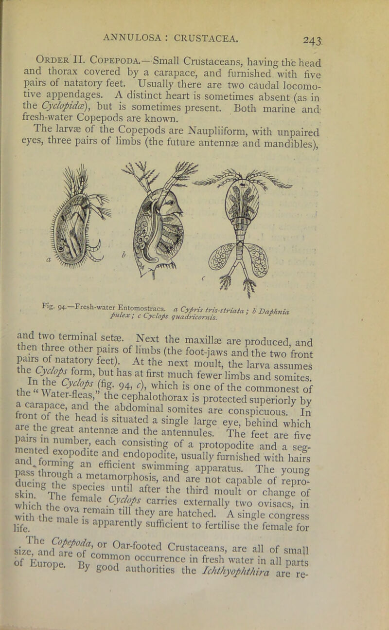 Order II. Copepoda.—Small Crustaceans, having the head and thorax covered by a carapace, and furnished with live pairs of natatoiy feet. Usually there are two caudal locomo- tive appendages. A distinct heart is sometimes absent (as in the CyclopidcE), but is sometimes present. Both marine and- fresh-water Copepods are known. The larvae of the Copepods are Naupliiform, with unpaired eyes, three pairs of limbs (the future antennae and mandibles), i1™ tenTaI Sete' Next the “axillae are produced, and then three other pairs of limbs (the foot-jaws and the two front rrf/r/°ry At the next mouIt> *e larva assumes thIn^f0/T’ mUt haS ax firSt much fewer limbs and somites. the « ft' 94’ $ ,wIllch 1S one of the commonest of „ ater-fleas, the cephalothorax is protected superiorly by front T ihe abdominal somites are conspicuous. 7 In % 13 SltUa?d a barge eye, behind which are the great antennae and the antennules. The feet are five mented exonod'> con,sistiS of a protopodite and a seg- and forming m end°P°dlte’ usually furnished with hairs nass\fir iS 1 eftlcient swimming apparatus. The young ducini the8 \n metamorPbosis, and are not capable of ?epro skin gThe fPeC',eS md after the third moult or change of which th fema e pyc!°Ps carries externally two ovisacs, in witfthe •emain llH thCy are hatchecL A si”bde congress life C male 18 apparently sufficient to fertilise the female for si^and'rrfTr7’ °r °ar-footed Crustaceans, are all of small of Eurone R ““T 0ccurrence in fresh water in all parts Europe. By good authorities the Ichthyofihthira are re-