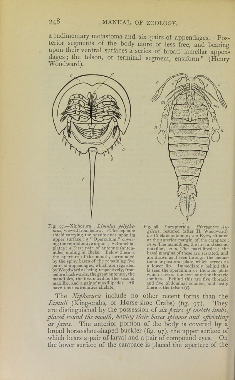 a rudimentary metastoma and six pairs of appendages. Pos- terior segments of the body more or less free, and bearing upon their ventral surfaces a series of broad lamellar appen- dages ; the telson, or terminal segment, ensiform ” (Henry Woodward). Fig-. 97.—Xiphosura. Ltmulus polyphe- mus, viewed from below. cThe cephalic shield carrying the sessile eyes upon its upper surface; o “Operculum, cover- ing the reproductive organs; b Branchial plates; a First pair of antennae (anten- nules) ending in chelae. Below these is the aperture of the mouth, surrounded by the spiny bases of the remaining five pairs of appendages, which are regarded by Woodward as being respectively, from before backwards, the great antennae, the mandibles, the first maxillae, the second maxillae, and a pair of maxillipedes. All have their extremities chelate. c c Chelate antennae; 0 o Eyes, situated at the anterior margin of the carapace ; m m The mandibles, the first and second maxillae; 11 n The maxillipedes ; the basal margins of these are serrated, and are drawn as if seen through the metas- toma or post-oral plate, which serves as a lower lip. Immediately behind this is seen the operculum or thoracic plate which covers the two anterior thoracic somites. Behind this are five thoracic and five abdominal somites, and lastly there is the telson (/). The Xiphosura include no other recent forms than the Limuli (King-crabs, or Horse-shoe Crabs) (fig. 97). They are distinguished by the possession of six pairs of chelate limbs, placed round the mouth, having their bases spinous arid officiating as jaws. The anterior portion of the body is covered by a broad horse-shoe-shaped buckler (fig. 97), the upper surface of which bears a pair of larval and a pair of compound eyes. On the lower surface of the carapace is placed the aperture of the