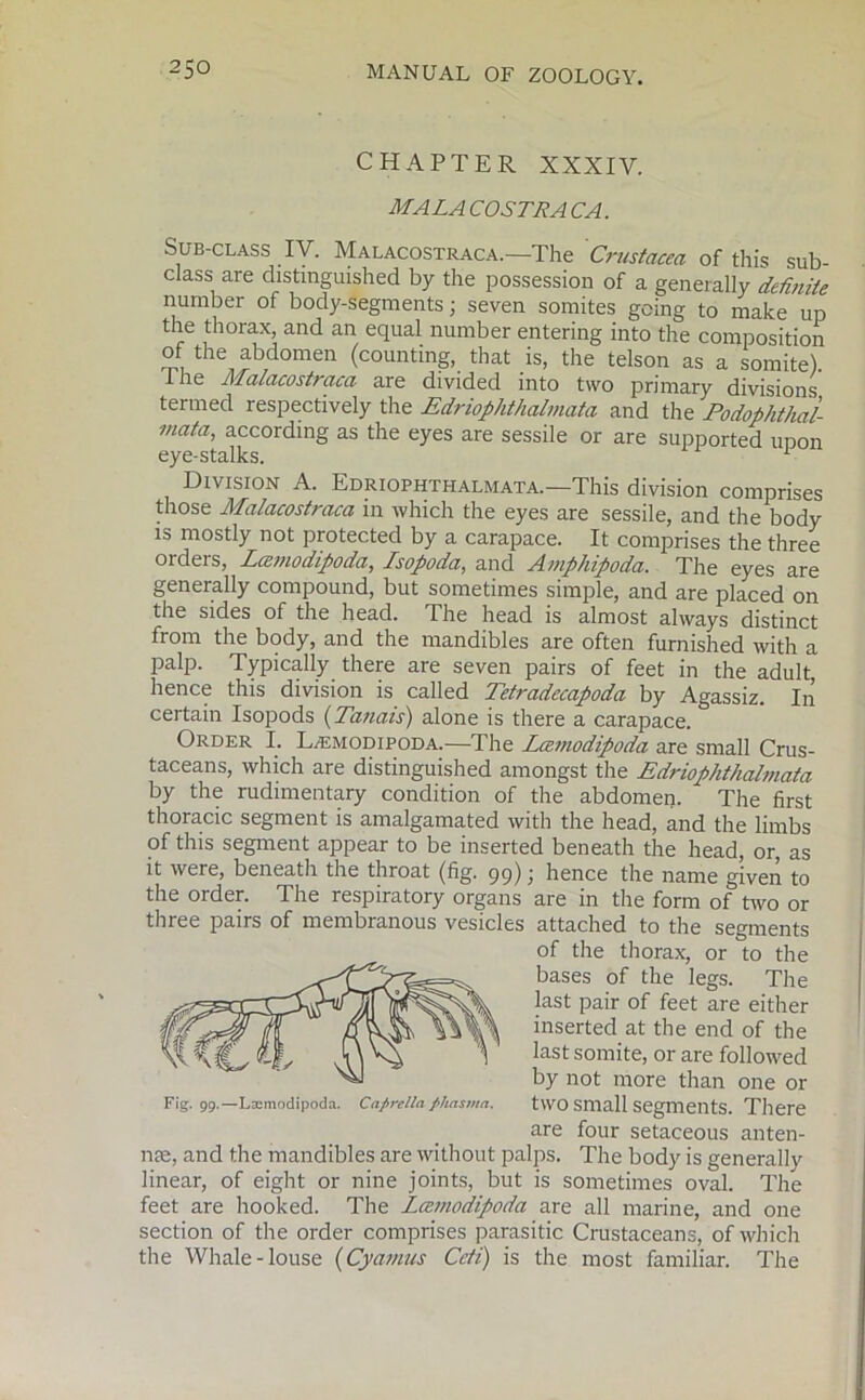 CHAPTER XXXIV. MALA COSTRA CA. Sub-class IV. Malacostraca.—The Crustacea of this sub- class are distinguished by the possession of a generally definite number of body-segments; seven somites going to make up the thorax, and an equal number entering into the composition of the abdomen (counting, that is, the telson as a somite) The Malacostraca are divided into two primary divisions termed respectively the Edriophthalmata and the Podophthal- niata, according as the eyes are sessile or are supported upon eye-stalks. 1 Division A. Edriophthalmata.—This division comprises those Malacostraca in which the eyes are sessile, and the body is mostly not protected by a carapace. It comprises the three orders, Lamodipoda, Lsopoda, and Amphipoda. The eyes are generally compound, but sometimes simple, and are placed on the sides of the head. The head is almost always distinct from the body, and the mandibles are often furnished with a palp. Typically there are seven pairs of feet in the adult, hence this division is called Tetradecapoda by Agassiz. In certain Isopods (Tanais) alone is there a carapace. Order I. L/Emodipoda.—The Lamodipoda are small Crus- taceans, which are distinguished amongst the Edriophthalmata by the rudimentary condition of the abdomen. The first thoracic segment is amalgamated with the head, and the limbs of this segment appear to be inserted beneath the head, or, as it were, beneath the throat (fig. 99) > hence the name given to the order. The respiratory organs are in the form of two or three pairs of membranous vesicles attached to the segments Fig. 99.—Lamodipoda. Capreiia jiimsma. two small segments. There me, and the mandibles are without palps. The body is generally linear, of eight or nine joints, but is sometimes oval. The feet are hooked. The Lamodipoda are all marine, and one section of the order comprises parasitic Crustaceans, of which the Whale-louse (Cyamics Ceti) is the most familiar. The of the thorax, or to the bases of the legs. The last pair of feet are either inserted at the end of the last somite, or are followed by not more than one or two small segments. There are four setaceous anten-