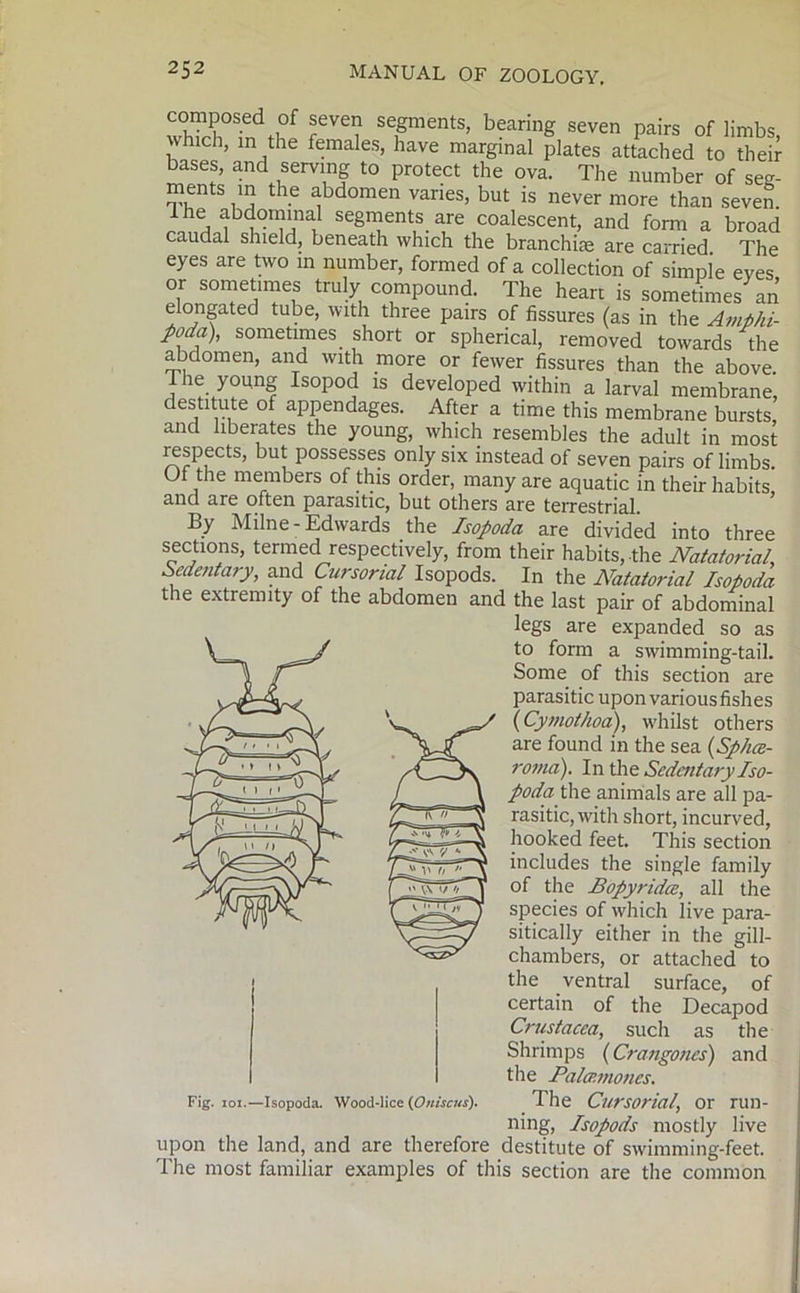 whTrh irftl I ? i ,g s’ bearinS seven pairs of limbs, which, in the females, have marginal plates attached to their bases, and serving to protect the ova. The number of see- ments in the abdomen varies, but is never more than seven. I he abdominal segments are coalescent, and form a broad caudal shield, beneath which the branchiae are carried The eyes are two in number, formed of a collection of simnie eves or sometimes truly compound. The heart is sometimes an elongated tube, with three pairs of fissures (as in the Amphi- poda), sometimes short or spherical, removed towards the abdomen, and with more or fewer fissures than the above. The young Isopod is developed within a larval membrane, destitute of appendages. After a time this membrane bursts, and liberates the young, which resembles the adult in most lespects, but possesses only six instead of seven pairs of limbs. Of the members of this order, many are aquatic in their habits and are often parasitic, but others are terrestrial. By Milne-Edwards the Isopoda are divided into three sections, termed respectively, from their habits, the Natatorial Sedentary, and Cursorial Isopods. In the Natatorial Isopoda the extremity of the abdomen and the last pair of abdominal legs are expanded so as to form a swimming-tail. Some of this section are parasitic upon various fishes (Cymothoa), whilst others are found in the sea (Splice- ronia). In the Sedentary Iso- poda the animals are all pa- rasitic, with short, incurved, hooked feet. This section includes the single family of the Bopyridce, all the species of which live para- sitically either in the gill- chambers, or attached to the ventral surface, of certain of the Decapod Crustacea, such as the Shrimps (Crangones) and the Palcp.mones. The Cursorial, or run- ning, Isopods mostly live upon the land, and are therefore destitute of swimming-feet. The most familiar examples of this section are the common Fig. ioi.—Isopoda. Wood-lice (Oniscus).