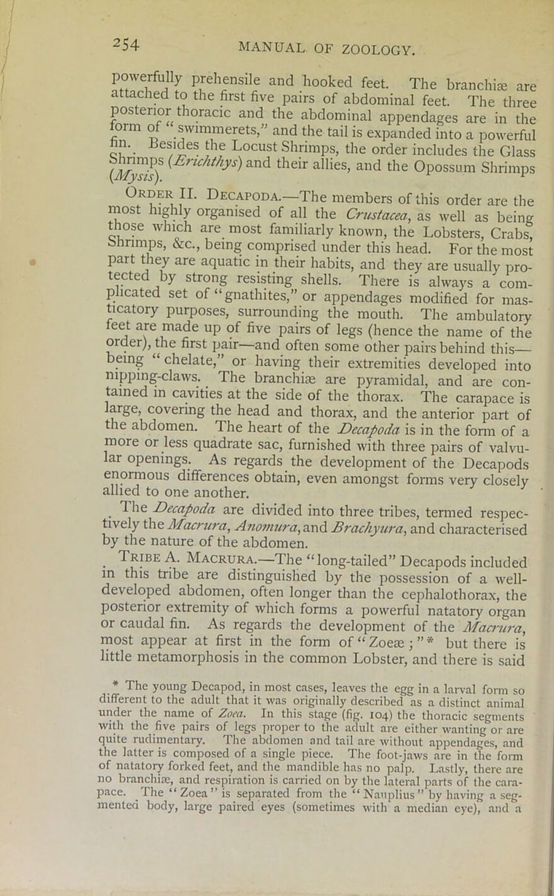 powerfully prehensile and hooked feet. The branchiae are attached to the first five pairs of abdominal feet. The three posterior thoracic and the abdominal appendages are in the form of swimmerets,” and the tail is expanded into a powerful hn. Besides the Locust Shrimps, the order includes the Glass Shnmps (Enchthys) and their allies, and the Opossum Shrimps Order II. Decapoda.—The members of this order are the most highly organised of all the Crustacea, as well as being those which are most familiarly known, the Lobsters, Crabs, Shrimps, &c., being comprised under this head. For the most part they are aquatic in their habits, and they are usually pro- tected by strong resisting shells. There is always a com- plicated set of “gnathites,” or appendages modified for mas- ticatory purposes, surrounding the mouth. The ambulatory ieet are made up of five pairs of legs (hence the name of the order), die first pair—and often some other pairs behind this— being chelate, or having their extremities developed into mpping-claws. The branchiae are pyramidal, and are con- tained in cavities at the side of the thorax. The carapace is large, covering the head and thorax, and the anterior part of the abdomen. The heart of the Decapoda is in the form of a more or less quadrate sac, furnished with three pairs of valvu- lar openings. As regards the development of the Decapods enormous differences obtain, even amongst forms very closely allied to one another. . ^ Decapoda are divided into three tribes, termed respec- tively the Macrura, Anomura, and Brachyura, and characterised by the nature of the abdomen. . TrJbe a- Macrura.—The “ long-tailed” Decapods included in this tribe are distinguished by the possession of a well- developed abdomen, often longer than the cephalothorax, the posterior extremity of which forms a powerful natatory organ or caudal fin. As regards the development of the Macrura, most appear at first in the form of “ Zoete ; ” * but there is little metamorphosis in the common Lobster, and there is said * The young Decapod, in most cases, leaves the egg in a larval form so different to the adult that it was originally described as a distinct animal under the name of Zoea. In this stage (fig. 104) the thoracic segments with the five pairs of legs proper to the adult are either wanting or are quite rudimentary. The abdomen and tail are without appendages, and the latter is composed of a single piece. The foot-jaws are in the form of natatory forked feet, and the mandible has no palp. Lastly, there are no branchiae, and respiration is carried on by the lateral parts of the cara- pace. The “Zoea” is separated from the “Nauplius” by having a seg- mented body, large paired eyes (sometimes with a median eye), and a