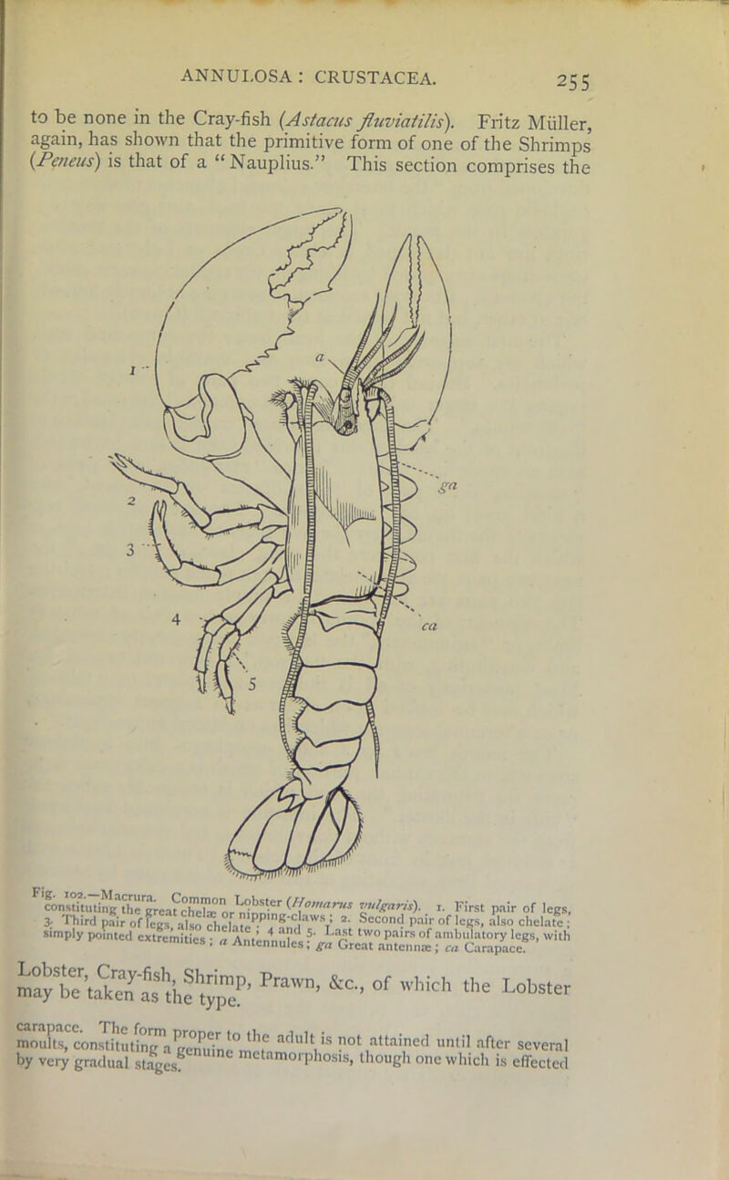 to be none in the Cray-fish (Astacus fluviatilis). Fritz Muller, again, has shown that the primitive form of one of the Shrimps (Peneus) is that of a “Nauplius” This section comprises the constituting the gica^chibu orVi ' Womarus vulgaris). 1. First pair of legs, 3; Third pfiroffels.aUofheL^^,Secont.1 Pairof legs, also chelate; simply pointed extremities •« Antenna?** ?’ W0 pnlrs of ambulatory legs, with lies , a Antennulcs; ga Great antenna:; cn Carapace. Prawn- &c- °f Lobster moults^consthuting™STne^ifa^V** not ,attai.ned llnlil after several by very gradual stages8 metamorphosis, though one which is effected