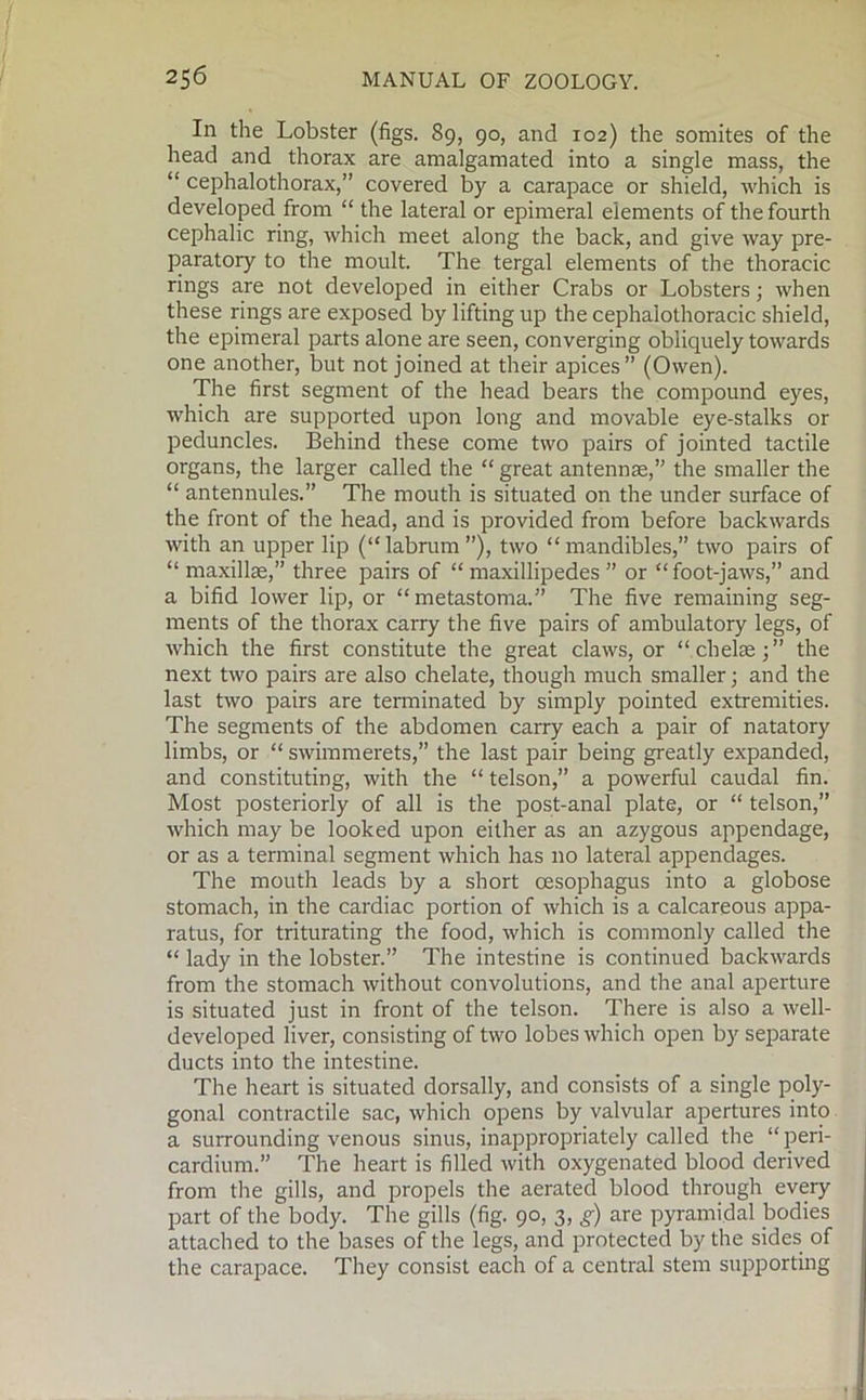 In the Lobster (figs. 89, 90, and 102) the somites of the head and thorax are amalgamated into a single mass, the “ cephalothorax,” covered by a carapace or shield, which is developed from “ the lateral or epimeral elements of the fourth cephalic ring, which meet along the back, and give way pre- paratory to the moult. The tergal elements of the thoracic rings are not developed in either Crabs or Lobsters; when these rings are exposed by lifting up the cephalothoracic shield, the epimeral parts alone are seen, converging obliquely towards one another, but not joined at their apices” (Owen). The first segment of the head bears the compound eyes, which are supported upon long and movable eye-stalks or peduncles. Behind these come two pairs of jointed tactile organs, the larger called the “ great antennae,” the smaller the “ antennules.” The mouth is situated on the under surface of the front of the head, and is provided from before backwards with an upper lip (“labrum ”), two “ mandibles,” two pairs of “ maxillae,” three pairs of “ maxillipedes ” or “foot-jaws,” and a bifid lower lip, or “metastoma.” The five remaining seg- ments of the thorax carry the five pairs of ambulatory legs, of which the first constitute the great claws, or “chelae;” the next two pairs are also chelate, though much smaller; and the last two pairs are terminated by simply pointed extremities. The segments of the abdomen carry each a pair of natatory limbs, or “ swimmerets,” the last pair being greatly expanded, and constituting, with the “ telson,” a powerful caudal fin. Most posteriorly of all is the post-anal plate, or “ telson,” which may be looked upon either as an azygous appendage, or as a terminal segment which has no lateral appendages. The mouth leads by a short oesophagus into a globose stomach, in the cardiac portion of which is a calcareous appa- ratus, for triturating the food, which is commonly called the “ lady in the lobster.” The intestine is continued backwards from the stomach without convolutions, and the anal aperture is situated just in front of the telson. There is also a well- developed liver, consisting of two lobes which open by separate ducts into the intestine. The heart is situated dorsally, and consists of a single poly- gonal contractile sac, which opens by valvular apertures into a surrounding venous sinus, inappropriately called the “peri- cardium.” The heart is filled with oxygenated blood derived from the gills, and propels the aerated blood through every part of the body. The gills (fig. 90, 3, g) are pyramidal bodies attached to the bases of the legs, and protected by the sides of the carapace. They consist each of a central stem supporting