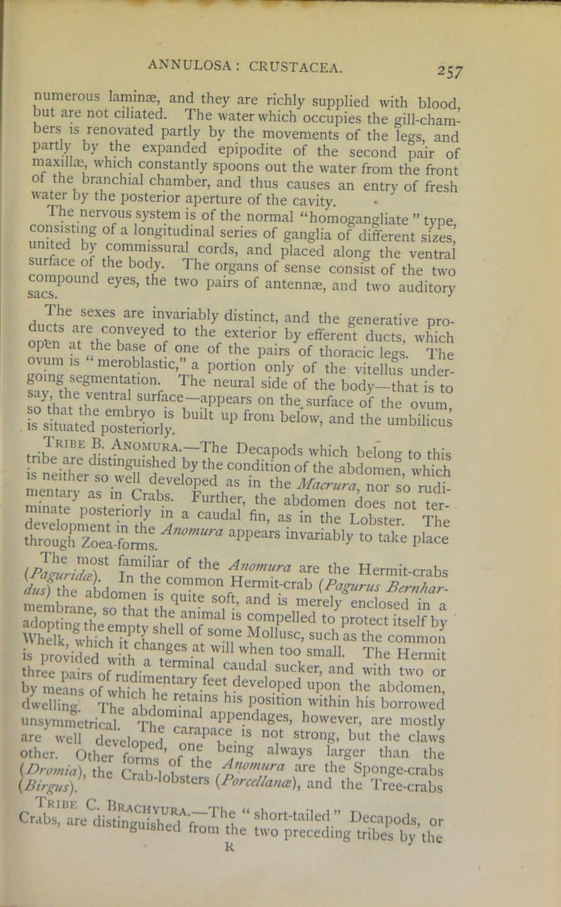 numerous laminae, and they are richly supplied with blood but are not ciliated. The water which occupies the gill-cham- bers is renovated partly by the movements of the legs, and partly by the expanded epipodite of the second pair of maxillas, which constantly spoons out the water from the front ot the branchial chamber, and thus causes an entry of fresh water by the posterior aperture of the cavity. The nervous system is of the normal “homogangliate ” type comustmg of a longitudinal series of ganglia of different sizes’ united by commissural cords, and placed along the ventral surface of the body. 1 he organs of sense consist of the two compound eyes, the two pairs of antennas, and two auditory The sexes are invariably distinct, and the generative pro- odS atiethC°hVeyedft0 thefeferior by efferent ducts, which opfen at the base of one of the pairs of thoracic legs. The ovum is meroblastic, a portion only of the vitellus under- going segmentation. The neural side of the body—that is to s:yt’hltt,rntraiSUrfaCerappearS 011 the. surface of the ovum, is situateiTposteriorly. “P &°m bel°'V’ “d ,he Truie B. Anomura.—The Decapods which belong to this tube are distinguished by the condition of the abdomen which Ln“;;TirCratVe,TC,.,aS m, ,he nor sotdt minate posteriorly in a caudal’ fit'afiAdiT The tSghPreLf”™l^”ra appears ivariabl>' 10 “= (J&SSr t:!Z0f the are the Hermit-crabs by means of wWclThe ^7develoPed uPon abdomen, dwelling. The abdhom,en^inS ^ P,°Sltl°n within his borrowed asymmetrical n° appendages, however, are mostly are' weh developed ZTZ* '8 ^ 8tron* but the ^ws other. Other forms ’of the I,arg6r than the (Bromia), the CrallnhL are the Sponge-crabs (Birgus). Lrab-lobsters (Porcellance), and the Tree-crabs “ef D'fP0ds. or b biieu trom the two preceding tribes by the