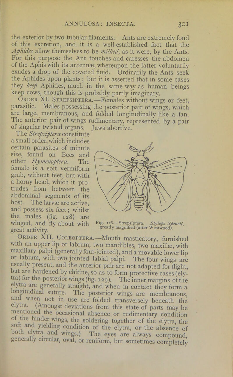 the exterior by two tubular filaments. Ants are extremely fond of this excretion, and it is a well-established fact that the Aphides allow themselves to be viilked, as it were, by the Ants. For this purpose the Ant touches and caresses the abdomen of the Aphis with its antennae, whereupon the latter voluntarily exudes a drop of the coveted fluid. Ordinarily the Ants seek the Aphides upon plants; but it is asserted that in some cases they keep Aphides, much in the same way as human beings keep cows, though this is probably partly imaginary. Order XI. Strepsiptera.—Females without wings or feet, parasitic. Males possessing the posterior pair of wings, which are large, membranous, and folded longitudinally like a fan. The anterior pair of wings rudimentary, represented by a pair of singular twisted organs. Jaws abortive. The Strepsiptera constitute a small order, which includes certain parasites of minute size, found on Bees and other Hymenoptera. The female is a soft vermiform grub, without feet, but with a horny head, which it pro- trudes from between the abdominal segments of its host. The larvae are active, and possess six feet; whilst the males (fig. 128) are winged, and fly about with great activity. Order XII. Coleoptera.—Mouth masticatory, furnished with an upper lip or labrurn, two mandibles, two maxillae, with maxillary palpi (generally four-jointed), and a movable lower lip or labium, with two jointed labial palpi. The four wings are usually present, and the anterior pair are not adapted for flight, but are hardened by chitine, so as to form protective cases (ely- tra) for the posterior wings (fig. 129). The inner margins of the e ytra are generally straight, and when in contact they form a longitudinal suture. The posterior wings are membranous, and when not in use are folded transversely beneath the e >tra. (Amongst deviations from this state of parts may be mentioned the occasional absence or rudimentary condition ot the hinder wings, the soldering together of the elytra, the so t and yielding condition of the elytra, or the absence of both elytra and wings.) The eyes are always compound generally circular, oval, or reniform, but sometimes completely