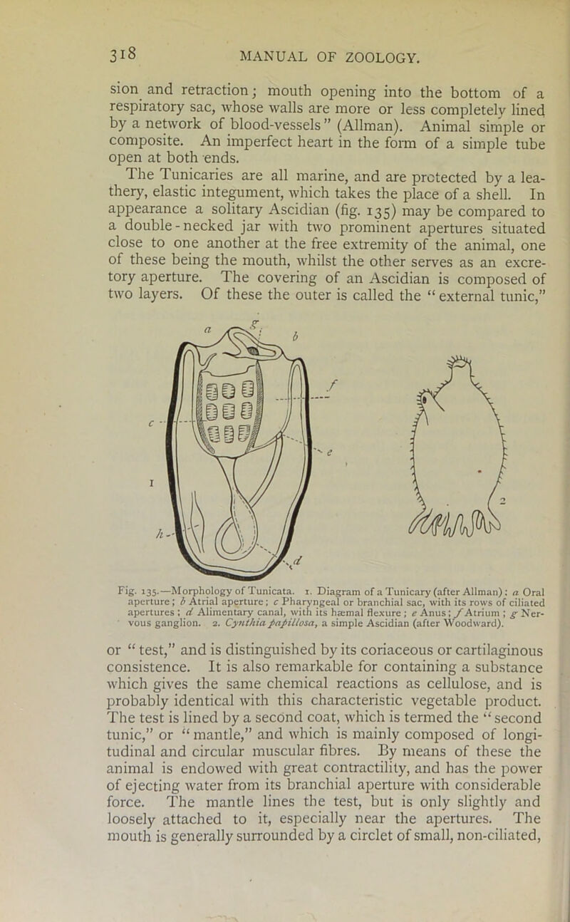 sion and retraction; mouth opening into the bottom of a respiratory sac, whose walls are more or less completely lined by a network of blood-vessels ” (Allman). Animal simple or composite. An imperfect heart in the form of a simple tube open at both ends. The Tunicaries are all marine, and are protected by a lea- thery, elastic integument, which takes the place of a shell. In appearance a solitary Ascidian (fig. 135) may be compared to a double - necked jar with two prominent apertures situated close to one another at the free extremity of the animal, one of these being the mouth, whilst the other serves as an excre- tory aperture. The covering of an Ascidian is composed of two layers. Of these the outer is called the “ external tunic,” Fig- 135-—Morphology of Tunicata. i. Diagram of a Tunicary (after Allman): a Oral aperture ; b Atrial aperture; c Pharyngeal or branchial sac, with its rows of ciliated apertures ; ci Alimentary canal, with its haemal flexure ; e Anus ; f Atrium ; g Ner- vous ganglion. 2. Cynthia fajiliosa, a simple Ascidian (after Woodward). or “ test,” and is distinguished by its coriaceous or cartilaginous consistence. It is also remarkable for containing a substance which gives the same chemical reactions as cellulose, and is probably identical with this characteristic vegetable product. The test is lined by a second coat, which is termed the “ second tunic,” or “ mantle,” and which is mainly composed of longi- tudinal and circular muscular fibres. By means of these the animal is endowed with great contractility, and has the power of ejecting water from its branchial aperture with considerable force. The mantle lines the test, but is only slightly and loosely attached to it, especially near the apertures. The mouth is generally surrounded by a circlet of small, non-ciliated,