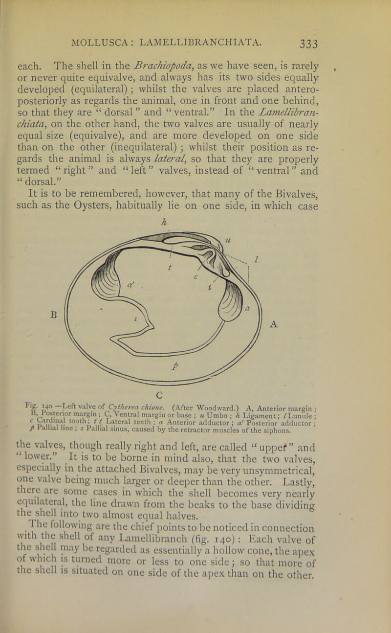 each. The shell in the Brachiopoda, as we have seen, is rarely or never quite equivalve, and always has its two sides equally developed (equilateral); whilst the valves are placed antero- posteriorly as regards the animal, one in front and one behind, so that they are “ dorsal ” and “ ventral.” In the Lamellibran- chiata, on the other hand, the two valves are usually of nearly equal size (equivalve), and are more developed on one side than on the other (inequilateral) 3 whilst their position as re- gards the animal is always lateral, so that they are properly termed “ right ” and “ left ” valves, instead of “ ventral ” and “ dorsal.” It is to be remembered, however, that many of the Bivalves, such as the Oysters, habitually lie on one side, in which case A 'S' »4°—Left valve of Cytherea chiane. (After Woodward.) A, Anterior margin ; Posterior margin ; C, Ventral margin or base ; u Umbo ; h Ligament; f Lunule ; a Birn' tooth; 11 Lateral teeth ; a Anterior adductor ; a! Posterior adductor ; p 1 allial line ; s Pallial sinus, caused by the retractor muscles of the siphons. the valves, though really right and left, are called “upper” and lower.” It is to be borne in mind also, that the two valves, especially in the attached Bivalves, may be very unsymmetrical, one valve being much larger or deeper than the other. Lastly, there are some cases in which the shell becomes very nearly equilateral, the line drawn from the beaks to the base dividing the shell into two almost equal halves. I he following are the chief points to be noticed in connection with the shell of any Lamellibranch (fig. 140) : Each valve of the shell may be regarded as essentially a hollow cone, the apex of which is turned more or less to one side; so that more of the shell is situated on one side of the apex than on the other.