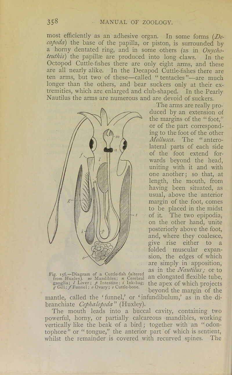 most efficiently as an adhesive organ. In some forms (De- capoda) the base of the papilla, or piston, is surrounded by a horny dentated ring, and in some others (as in Onycho- teuthis) the papillse are produced into long claws. In the Octopod Cuttle-fishes there are only eight arms, and these are all nearly alike. In the Decapod Cuttle-fishes there are ten arms, but two of these—called “tentacles”—are much longer than the others, and bear suckers only at their ex- tremities, which are enlarged and club-shaped. In the Pearly Nautilus the arms are numerous and are devoid of suckers. The arms are really pro- duced by an extension of the margins of the “ foot,” or of the part correspond- ing to the foot of the other Mollusca. The “ antero- lateral parts of each side of the foot extend for- wards beyond the head, uniting with it and with one another; so that, at length, the mouth, from having been situated, as usual, above the anterior margin of the foot, comes to be placed in the midst of it. The two epipodia, on the other hand, unite posteriorly above the foot, and, where they coalesce, give rise either to a folded muscular expan- sion, the edges of which are simply in apposition, / as in the Nautilus; or to from Huxley), m Mandibles; « Cerebral ^ ^ elongated flexible tube, ganglia; / Liver; t Intestine; i Ink-bag; the apex of which projects p- Gill; /1'unnel; 0 Ovary; r Cuttle-bone. . . . . 1 i. , beyond the margin of the mantle, called the ‘funnel,’ or ‘infundibulum,’ as in the di- branchiate Cephalopoda” (Huxley). The mouth leads into a buccal cavity, containing two powerful, horny, or partially calcareous mandibles, working vertically like the beak of a bird; together with an “ odon- tophore” or “tongue,” the anterior part of which is sentient, whilst the remainder is covered with recurved spines. The