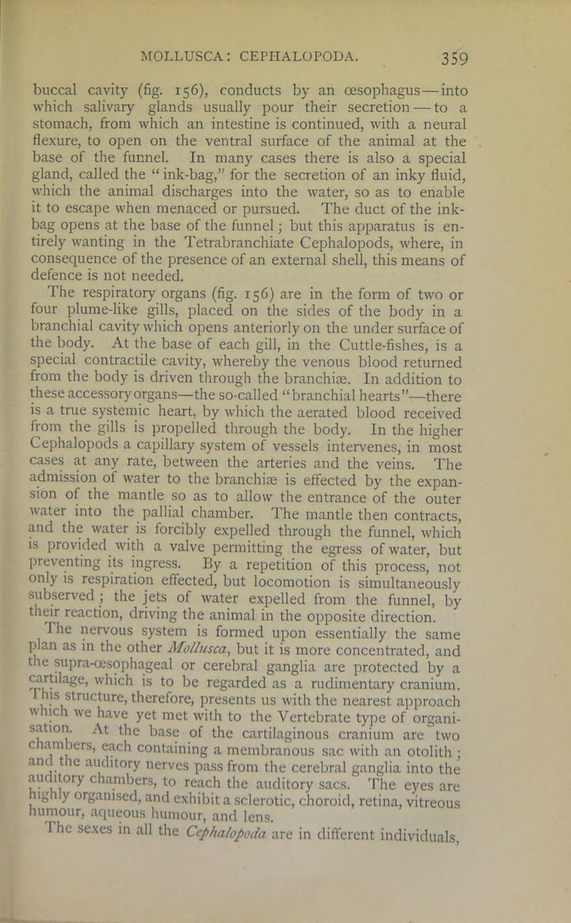 buccal cavity (fig. 156), conducts by an oesophagus—into which salivary glands usually pour their secretion — to a stomach, from which an intestine is continued, with a neural flexure, to open on the ventral surface of the animal at the base of the funnel. In many cases there is also a special gland, called the “ ink-bag,” for the secretion of an inky fluid, which the animal discharges into the water, so as to enable it to escape when menaced or pursued. The duct of the ink- bag opens at the base of the funnel; but this apparatus is en- tirely wanting in the Tetrabranchiate Cephalopods, where, in consequence of the presence of an external shell, this means of defence is not needed. The respiratory organs (fig. 156) are in the form of two or four plume-like gills, placed on the sides of the body in a branchial cavity which opens anteriorly on the under surface of the body. At the base of each gill, in the Cuttle-fishes, is a special contractile cavity, whereby the venous blood returned from the body is driven through the branchiEe. In addition to these accessory organs—the so-called “branchial hearts”—there is a true systemic heart, by which the aerated blood received from the gills is propelled through the body. In the higher Cephalopods a capillary system of vessels intervenes, in most cases at any rate, between the arteries and the veins. The admission of water to the branchiEe is effected by the expan- sion of the mantle so as to allow the entrance of the outer water into the pallial chamber. The mantle then contracts, and the water is forcibly expelled through the funnel, which is provided with a valve permitting the egress of water, but preventing its ingress. By a repetition of this process, not only is respiration effected, but locomotion is simultaneously subserved; the jets of water expelled from the funnel, by their reaction, driving the animal in the opposite direction. The nervous system is formed upon essentially the same plan as in the other Mollusca, but it is more concentrated, and the supra-cesophageal or cerebral ganglia are protected by a cartilage, which is to be regarded as a rudimentary cranium. his structure, therefore, presents us with the nearest approach  rich we have yet met with to the Vertebrate type of organi- sation. At the base of the cartilaginous cranium are two c lumbers, each containing a membranous sac with an otolith ; and the auditory nerves pass from the cerebral ganglia into the auc itory chambers, to reach the auditory sacs. The eyes are ug 1 y organised, and exhibit a sclerotic, choroid, retina, vitreous humour, aqueous humour, and lens. The sexes in all the Cephalopoda are in different individuals,