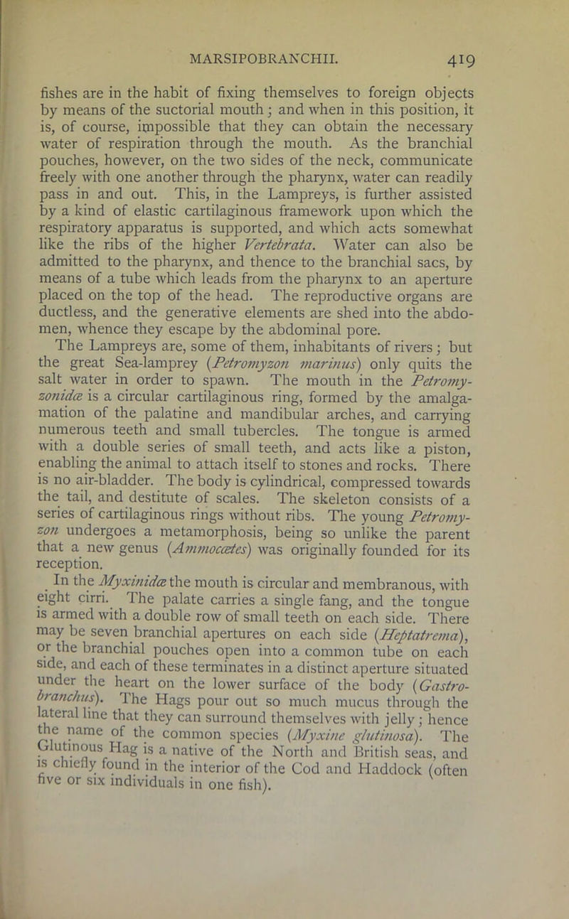 fishes are in the habit of fixing themselves to foreign objects by means of the suctorial mouth; and when in this position, it is, of course, impossible that they can obtain the necessary water of respiration through the mouth. As the branchial pouches, however, on the two sides of the neck, communicate freely with one another through the pharynx, water can readily pass in and out. This, in the Lampreys, is further assisted by a kind of elastic cartilaginous framework upon which the respiratory apparatus is supported, and which acts somewhat like the ribs of the higher Vertebrata. Water can also be admitted to the pharynx, and thence to the branchial sacs, by means of a tube which leads from the pharynx to an aperture placed on the top of the head. The reproductive organs are ductless, and the generative elements are shed into the abdo- men, whence they escape by the abdominal pore. The Lampreys are, some of them, inhabitants of rivers ; but the great Sea-lamprey (Petromyzon marinus) only quits the salt water in order to spawn. The mouth in the Petromy- zonidce is a circular cartilaginous ring, formed by the amalga- mation of the palatine and mandibular arches, and carrying numerous teeth and small tubercles. The tongue is armed with a double series of small teeth, and acts like a piston, enabling the animal to attach itself to stones and rocks. There is no air-bladder. The body is cylindrical, compressed towards the tail, and destitute of scales. The skeleton consists of a series of cartilaginous rings without ribs. The young Petromy- zon undergoes a metamorphosis, being so unlike the parent that a new genus {Ammocedes) was originally founded for its reception. In the Myxinida the mouth is circular and membranous, with eight cirri. The palate carries a single fang, and the tongue is armed with a double row of small teeth on each side. There may be seven branchial apertures on each side (.Heptatrema), or the branchial pouches open into a common tube on each side, and each of these terminates in a distinct aperture situated under the heart on the lower surface of the body (Gastro- branchus). Ihe Hags pour out so much mucus through the lateral line that they can surround themselves with jelly ; hence the name of the common species (Myxine glutinosa). The . utir|ous Hag is a native of the North and British seas, and is chiefly found in the interior of the Cod and Haddock (often five or six individuals in one fish).