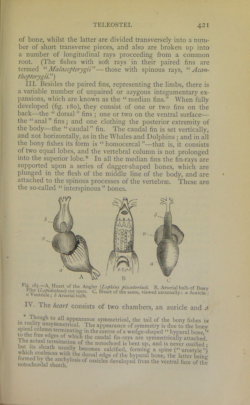 of bone, whilst the latter are divided transversely into a num- ber of short transverse pieces, and also are broken up into a number of longitudinal rays proceeding from a common root. (The fishes with soft rays in their paired fins are termed “ Malacoptcrygii ”—those with spinous rays, “ Acan- thopterygii.) III. Besides the paired fins, representing the limbs, there is a variable number of unpaired or azygous integumentary ex- pansions, which are known as the “ median fins.” When fully developed (fig. 180), they consist of one or two fins on the back—the “ dorsal ” fins ; one or two on the ventral surface— the “ anal ” fins; and one clothing the posterior extremity of the body—the “ caudal” fin. The caudal fin is set vertically, and not horizontally, as in the Whales and Dolphins; and in all the bony fishes its form is “ homocercal ”—that is, it consists of two equal lobes, and the vertebral column is not prolonged into the superior lobe.* In all the median fins the fin-rays are supported upon a series of dagger-shaped bones, which are plunged in the flesh of the middle line of the body, and are attached to the spinous processes of the vertebras. These are the so-called “ interspinous ” bones. F t*le Angler (Lapkins 1 ike (Lepidosteus) cut open. C, Heart of t v Ventricle; b Arterial bulb. piscatorius). B, Arterial bulb of Bony he same, viewed externally: a Auricle ; I\■ The heart consists of two chambers, an auricle and hough to all appearance symmetrical, the tail of the bony fishes is 11 rea t y unsymmetrical. The appearance of symmetry is due to the bony spina co umn terminating in the centre of a wedge-shaped “ hypural bone,” o e ree edges of which the caudal fin-rays are symmetrically attached, v ,e u‘? l<-'' mi nation of the notochord is bent up, and is never ossified ; , s V-111 usually becomes calcified, forming a spine (“urostyle”1 fnrmp Ik fb^ T \lh-e dorsal ec,ge °f the hypural bone, the latter being notochordal she'!? 515 °f °SSideS devcloPed from the ventral face of the