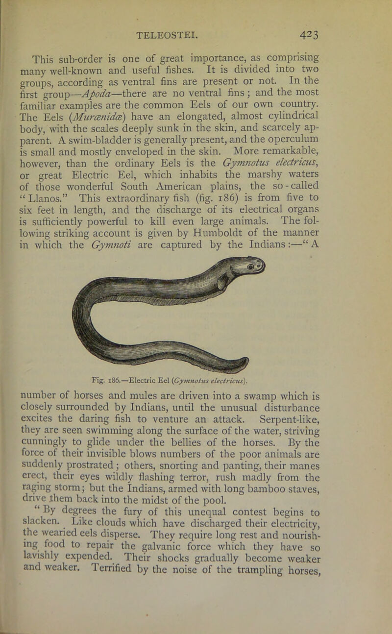 This sub-order is one of great importance, as comprising many well-known and useful fishes. It is divided into two groups, according as ventral fins are present or not. In the first group—Apoda—there are no ventral fins; and the most familiar examples are the common Eels of our own country. The Eels (Muroenida) have an elongated, almost cylindrical body, with the scales deeply sunk in the skin, and scarcely ap- parent. A swim-bladder is generally present, and the operculum is small and mostly enveloped in the skin. More remarkable, however, than the ordinary Eels is the Gymnotus electncus, or great Electric Eel, which inhabits the marshy waters of those wonderful South American plains, the so-called “Llanos.” This extraordinary fish (fig. 186) is from five to six feet in length, and the discharge of its electrical organs is sufficiently powerful to kill even large animals. The fol- lowing striking account is given by Humboldt of the manner in which the Gymnoti are captured by the Indians:—“ A Fig. 186.—Electric Eel (Gymnotus electricus). number of horses and mules are driven into a swamp which is closely surrounded by Indians, until the unusual disturbance excites the daring fish to venture an attack. Serpent-like, they are seen swimming along the surface of the water, striving cunningly to glide under the bellies of the horses. By the force of their invisible blows numbers of the poor animals are suddenly prostrated; others, snorting and panting, their manes erect, their eyes wildly flashing terror, rush madly from the raging storm; but the Indians, armed with long bamboo staves, drive them back into the midst of the pool. “ By degrees the fury of this unequal contest begins to slacken. Like clouds which have discharged their electricity, the wearied eels disperse. They require long rest and nourish- ing food to repair the galvanic force which they have so lavishly expended. Their shocks gradually become weaker and weaker. Terrified by the noise of the trampling horses,