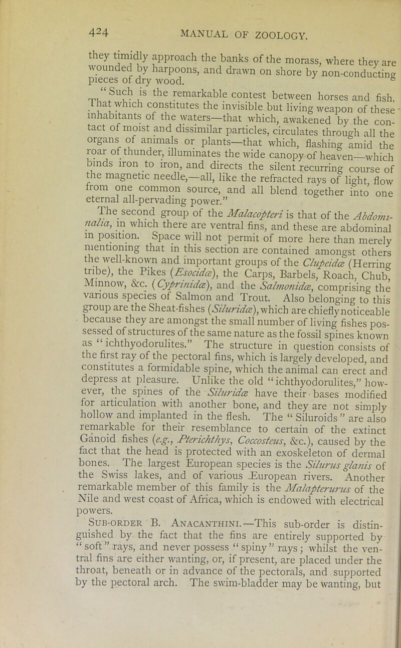 they timidly approach the banks of the morass, where they are wounded by harpoons, and drawn on shore by non-conducting pieces of dry wood. 6 Such is the remarkable contest between horses and fish. hat which constitutes the invisible but living weapon of these - inhabitants of the waters—that which, awakened by the con- tact of moist and dissimilar particles, circulates through all the organs of animals or plants—that which, flashing amid the roar of thunder, illuminates the wide canopy of heaven—which binds iron to iron, and directs the silent recurring course of the magnetic needle, all, like the refracted rays of light flow from one common source, and all blend together into’ one eternal all-pervading power.” The second group of the Malacopteri is that of the Abdomi- naha, in which there are ventral fins, and these are abdominal in position. Space will not permit of more here than merely mentioning that in this section are contained amongst others the well-known and important groups of the Clupeidcz (Herring tribe), the Pikes (Esocidce), the Carps, Barbels, Roach, Chub, Minnow, &c. (Cyprinidce), and the Salmonidtz, comprising the various species of Salmon and Trout. Also belonging to this group are the Sheat-fishes (Sihinda), which are chieflynoticeable because they are amongst the small number of living fishes pos- sessed of structures of the same nature as the fossil spines known as “ ichthyodorulites.” The structure in question consists of the first ray of the pectoral fins, which is largely developed, and constitutes a formidable spine, which the animal can erect and depress at pleasure. Unlike the old “ ichthyodorulites,” how- ever, the spines of the Siluridce have their bases modified for articulation with another bone, and they are not simply hollow and implanted in the flesh. The “ Siluroids ” are also remarkable for their resemblance to certain of the extinct Ganoid fishes (e.g., Pterichthys, Coccostcus, &c.), caused by the fact that the head is protected with an exoskeleton of dermal bones. The largest European species is the Silurus glanis of the Swiss lakes, and of various .European rivers. Another remarkable member of this family is the Malapterurus of the Nile and west coast of Africa, which is endowed with electrical powers. Sub-order B. Anacanthini. —This sub-order is distin- guished by the fact that the fins are entirely supported by “soft” rays, and never possess “spiny” rays; whilst the ven- tral fins are either wanting, or, if present, are placed under the throat, beneath or in advance of the pectorals, and supported by the pectoral arch. The swim-bladder may be wanting, but